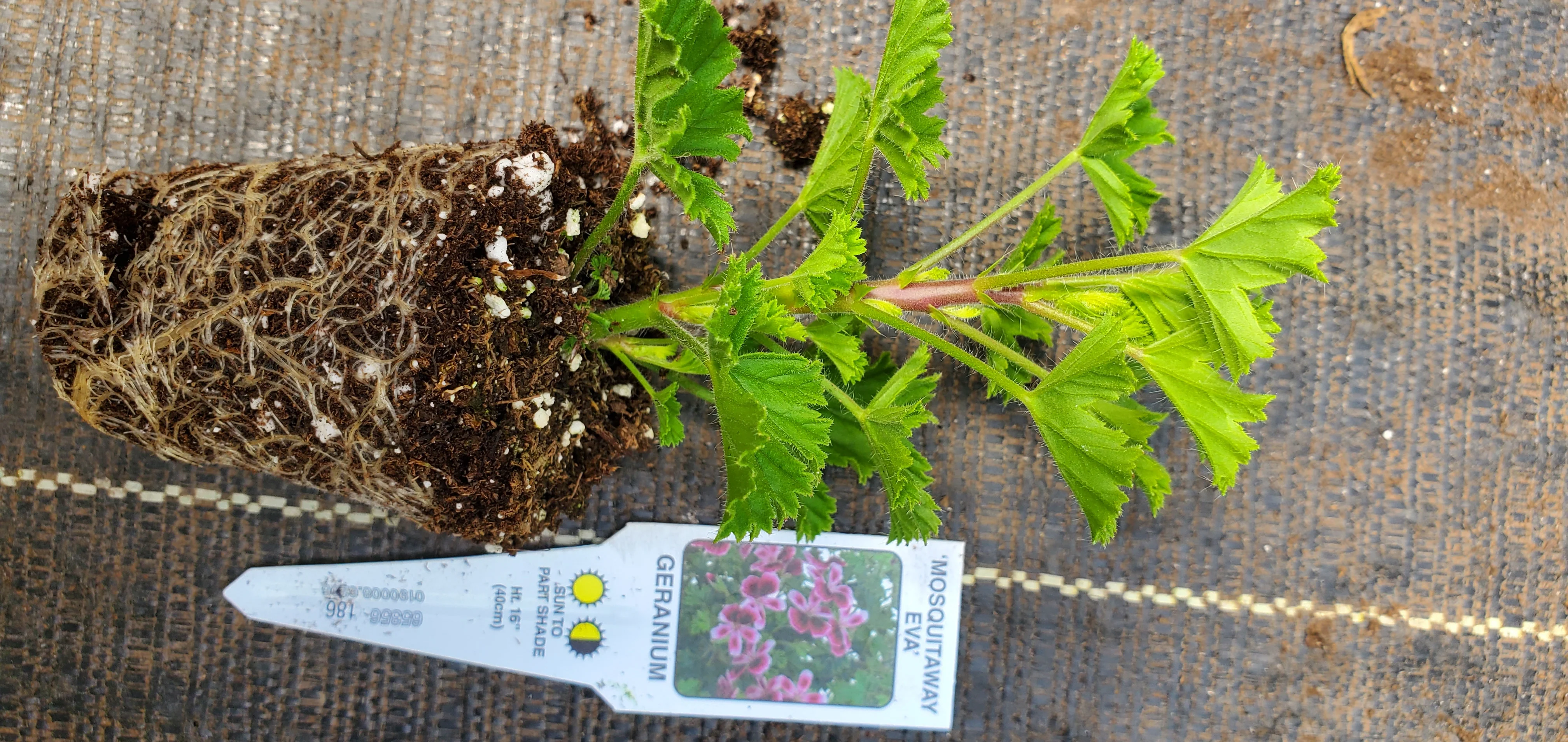 MosquitoAway Eva Scented Geranium - Image 3