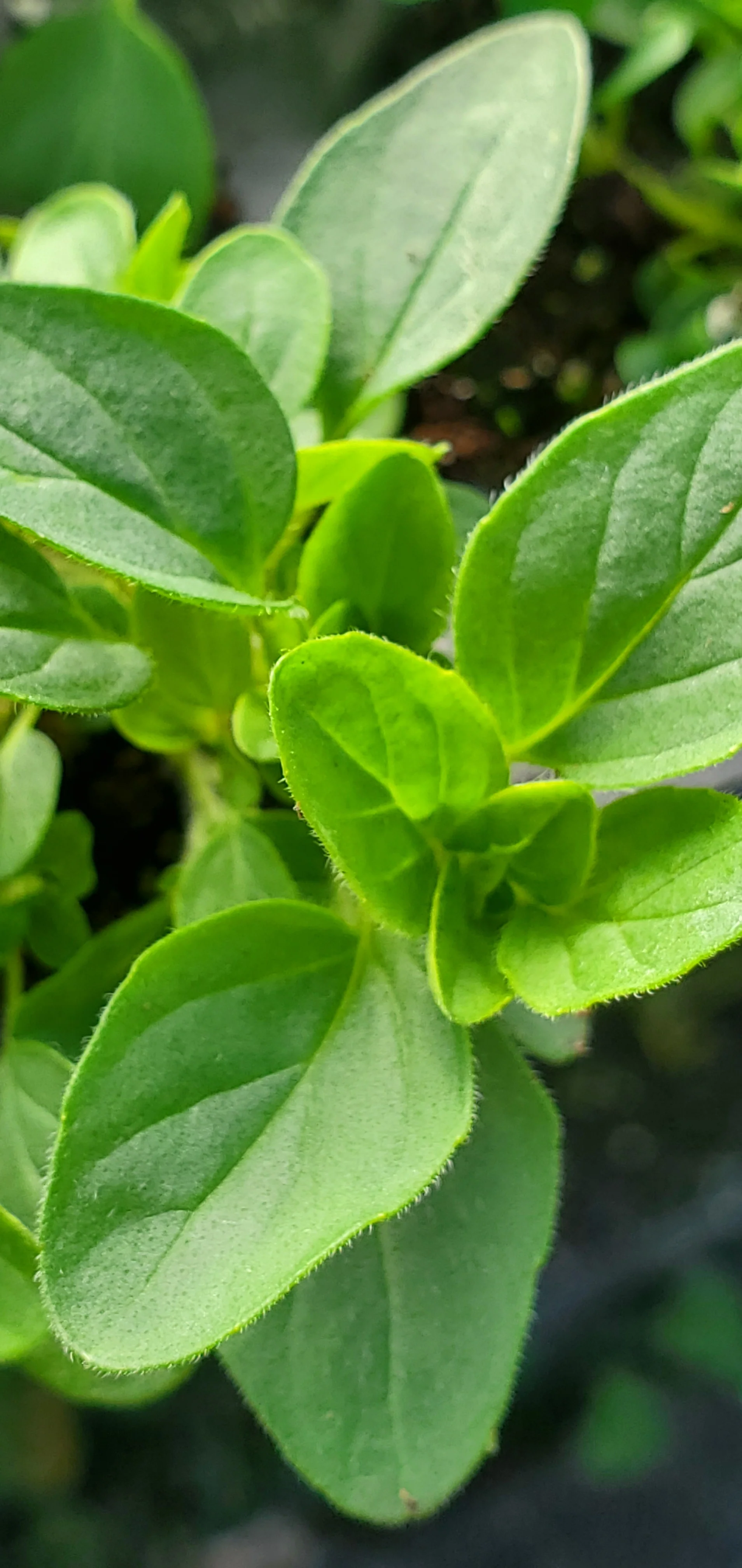 Mounding Marjoram - Image 2