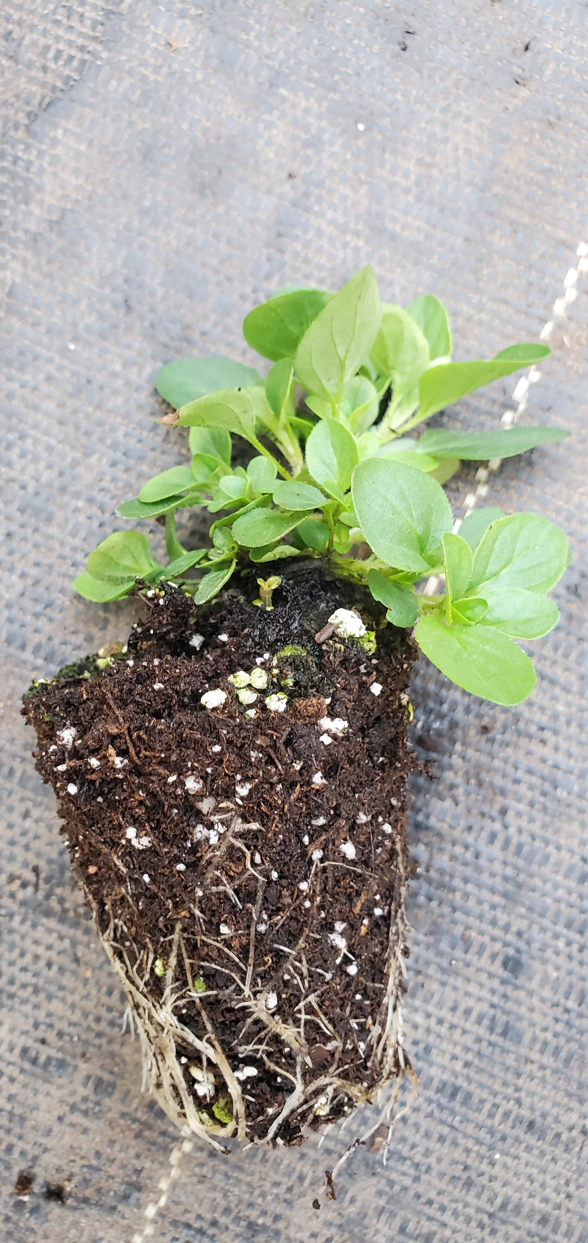 Mounding Marjoram - Image 3