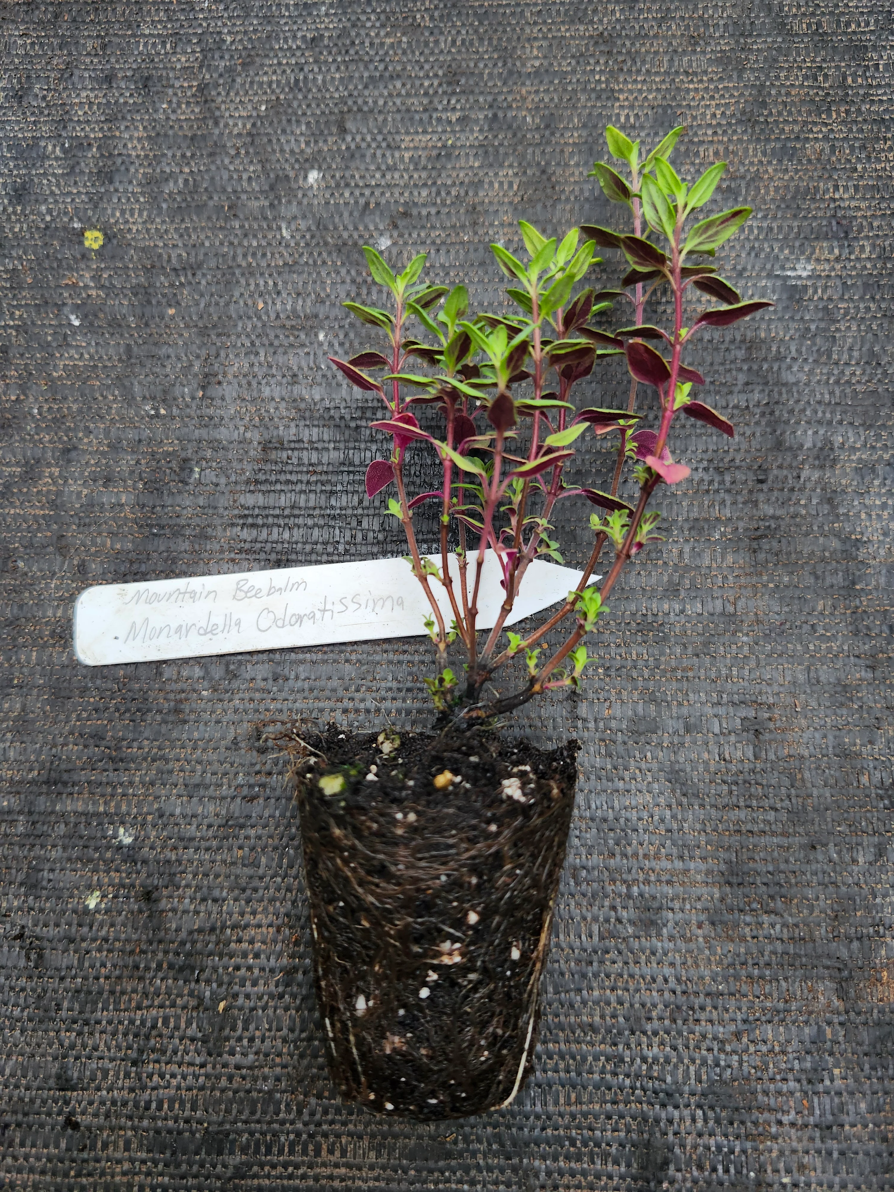 Mountain Beeblam Monardella Odoratissima - Image 3