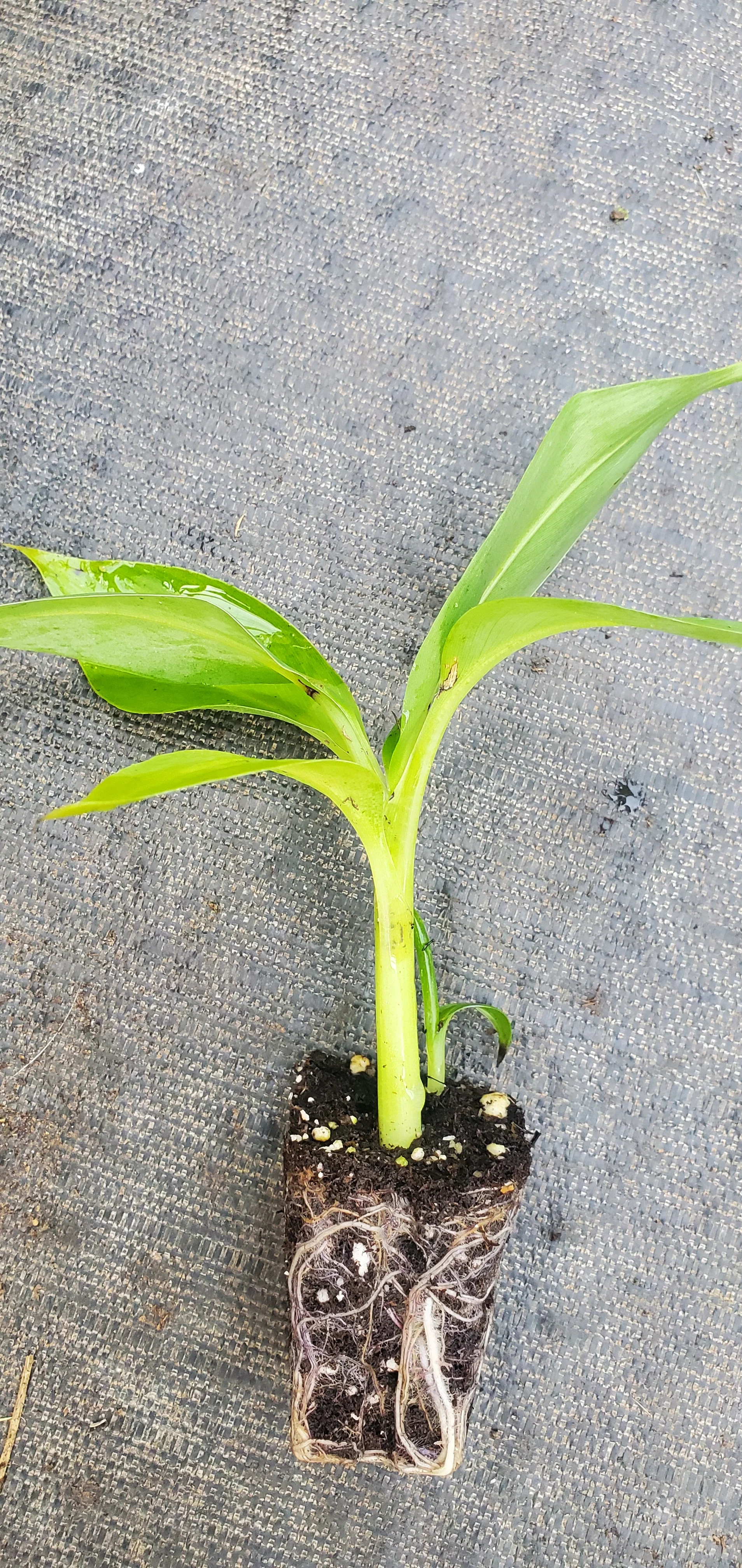 Musa Dwarf Cavendish - Image 2