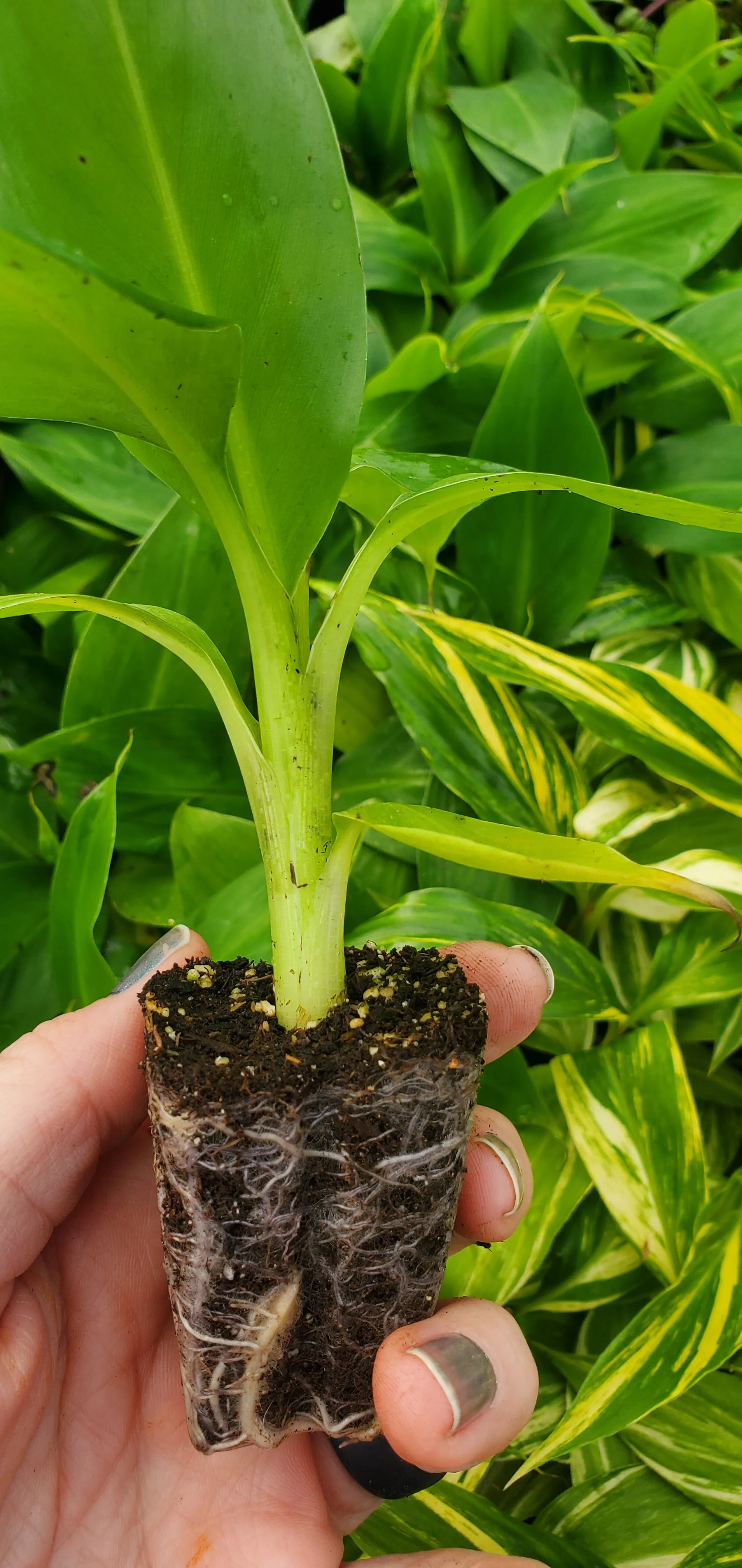 Musa Dwarf Cavendish - Image 3
