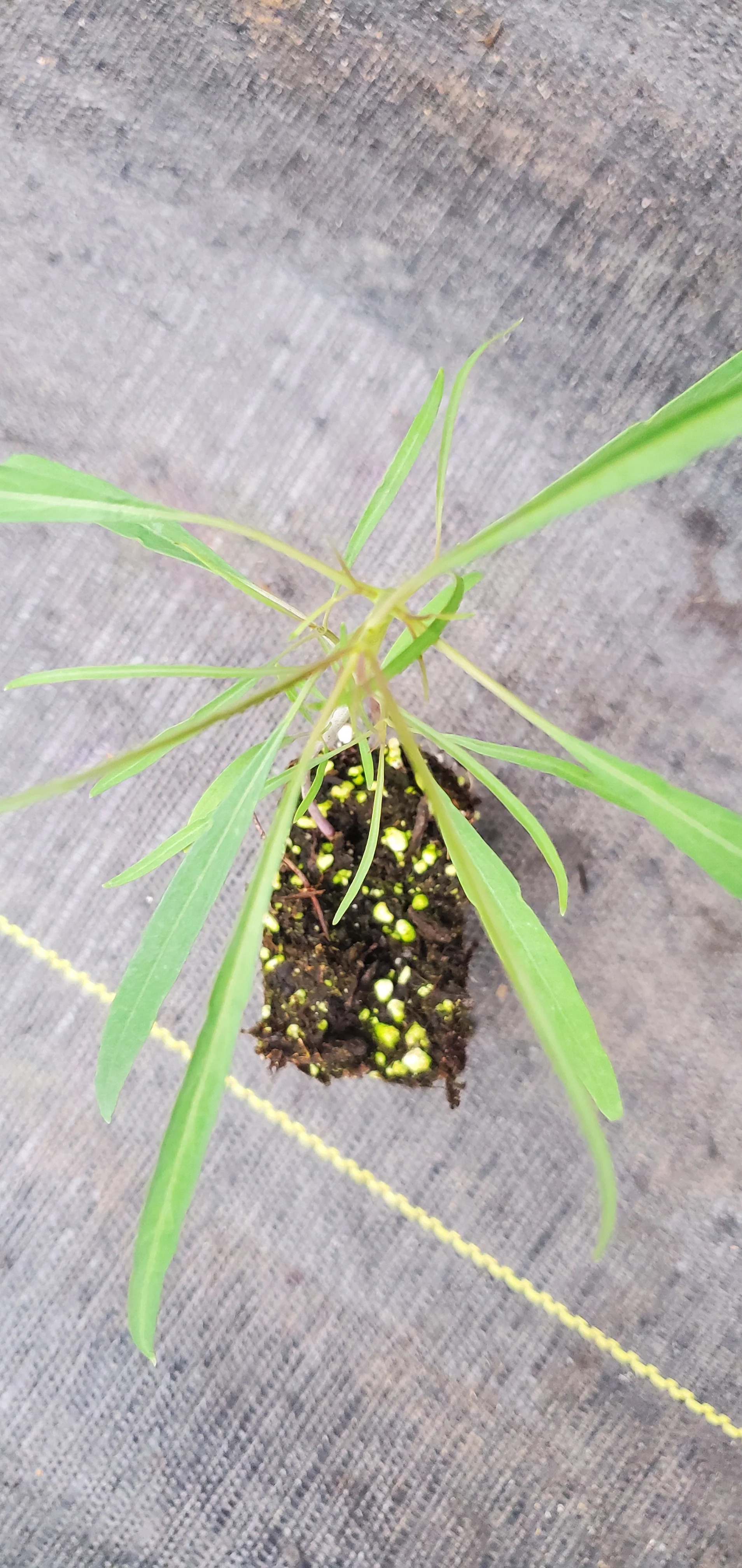 Narrow leaf Papalo