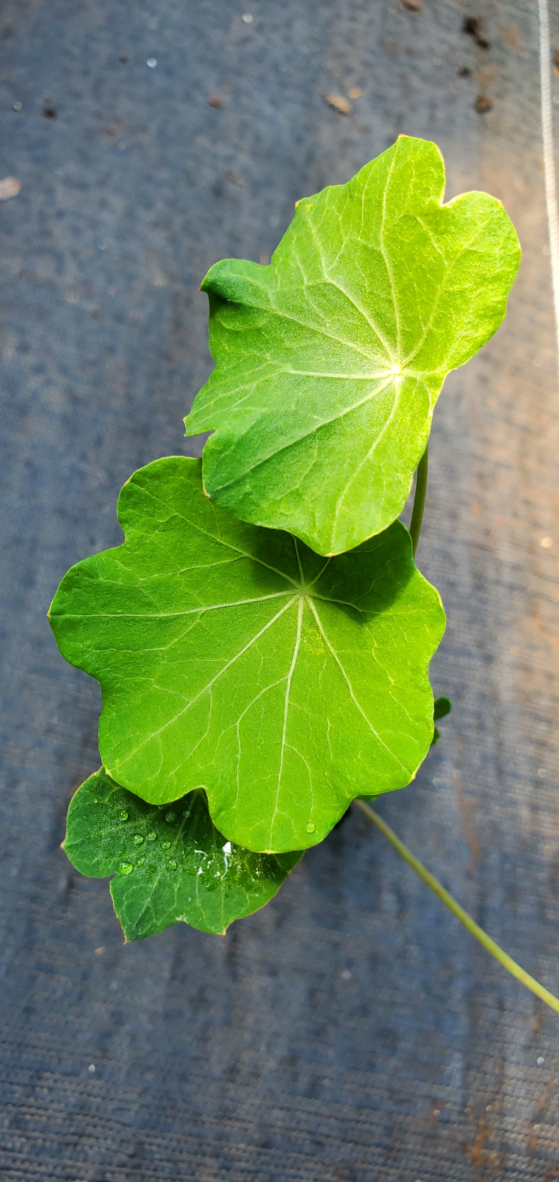 Nasturtium Phoenix - Image 2