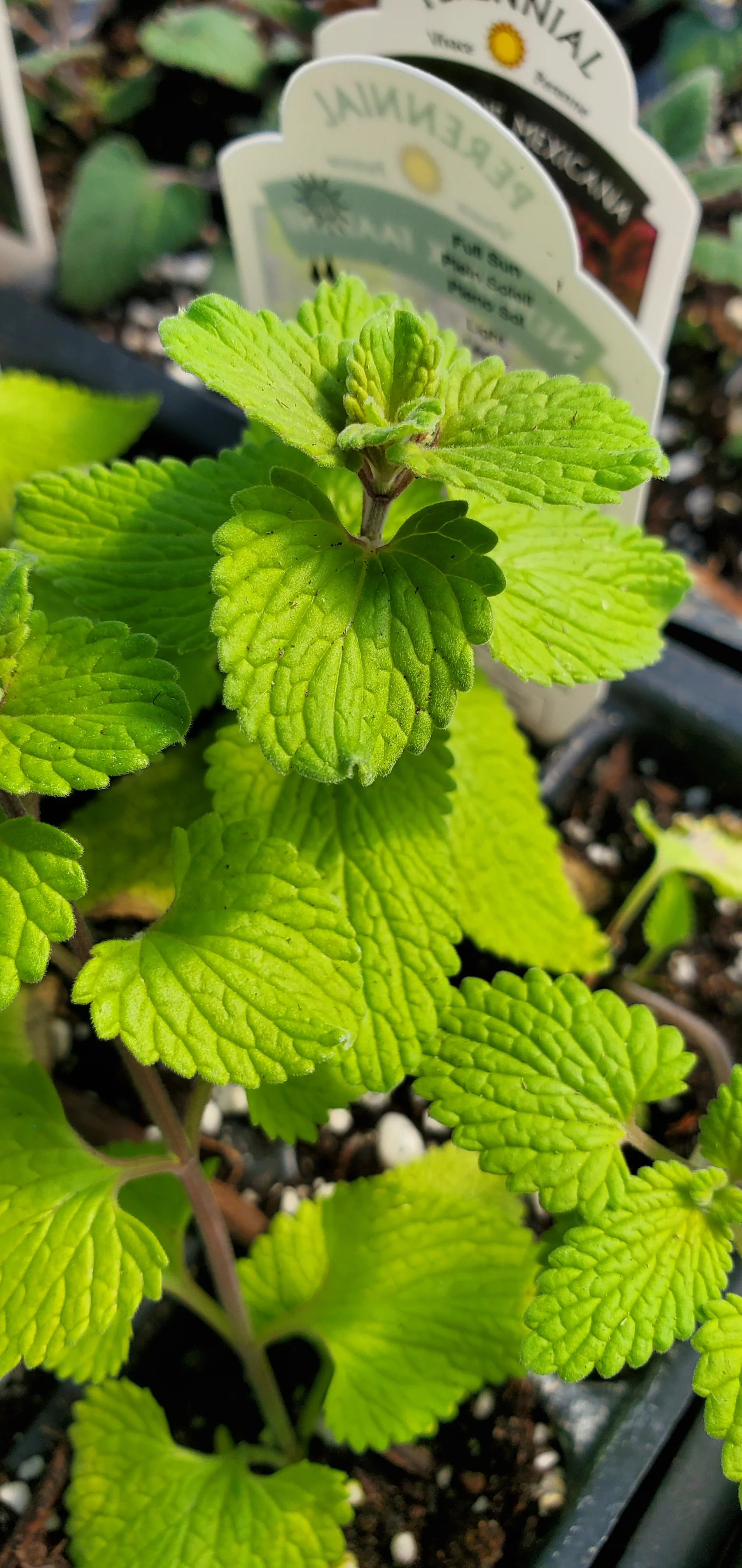 Nepeta Chartreuse On The Loose