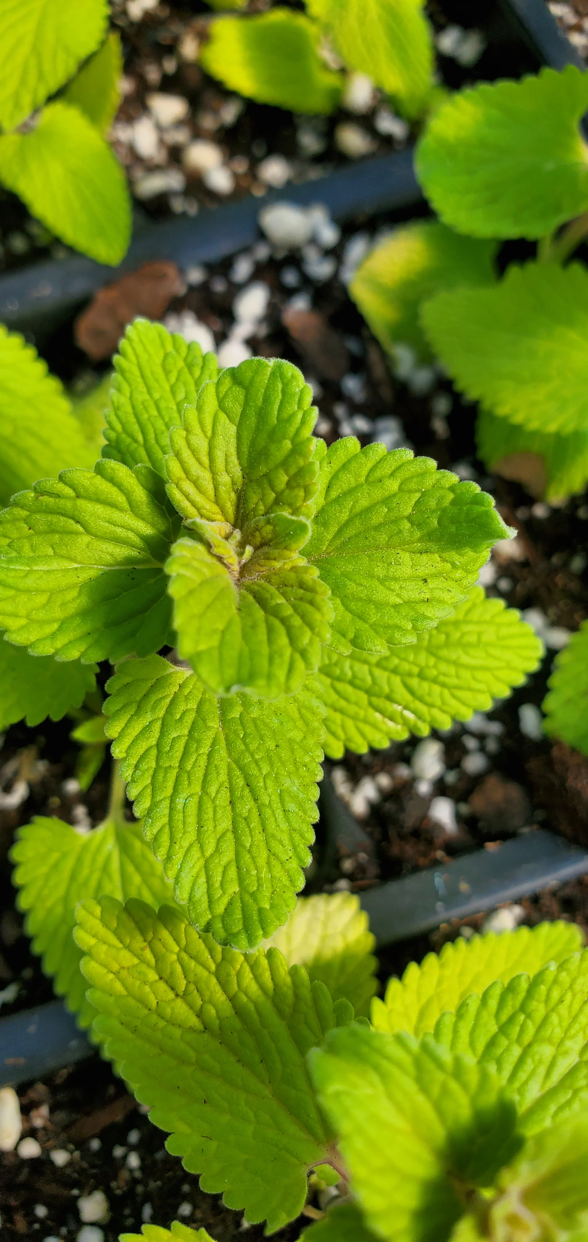 Nepeta Chartreuse On The Loose - Image 2