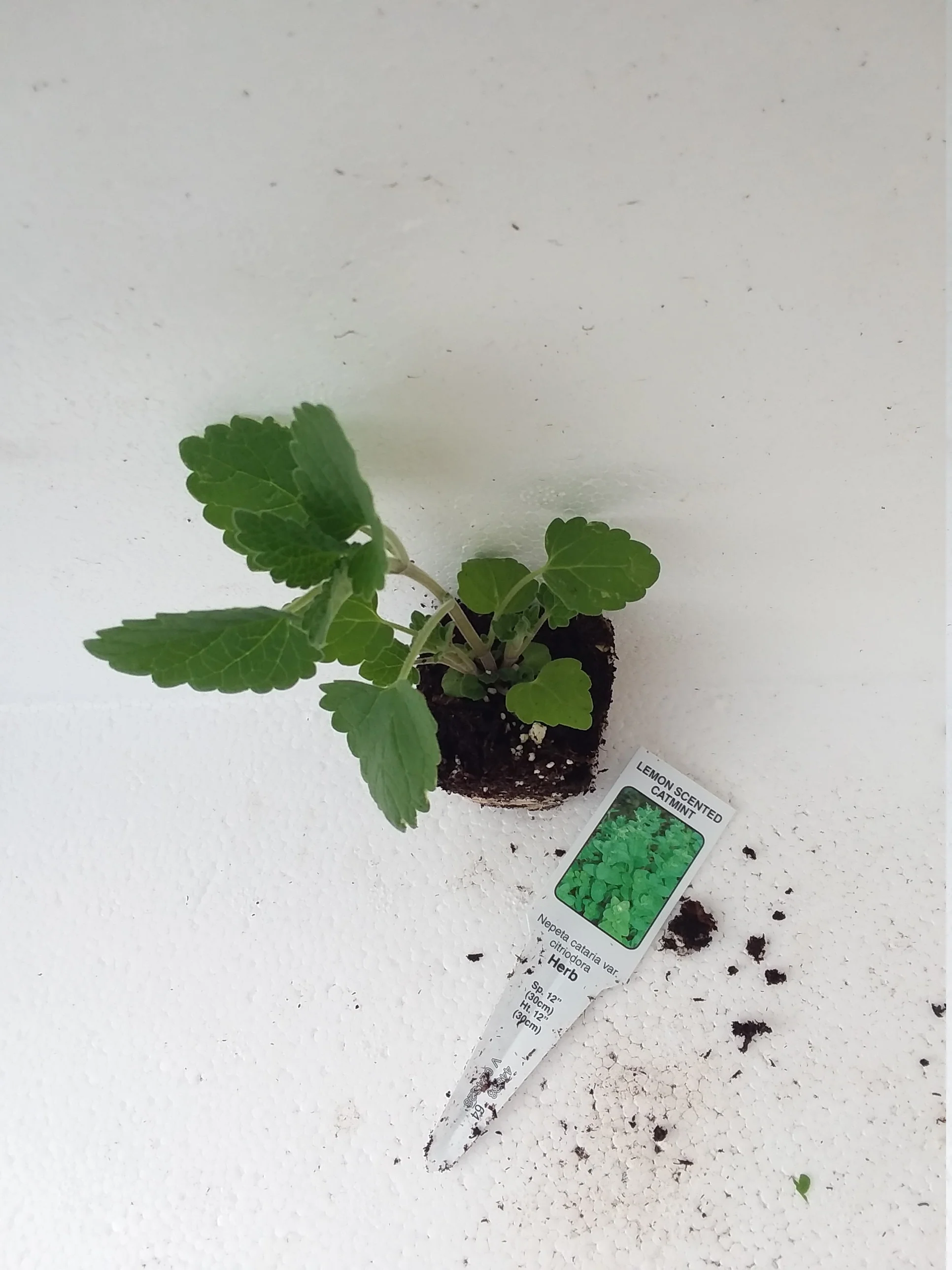 Nepeta Citriodora Lemon Scented Catnip