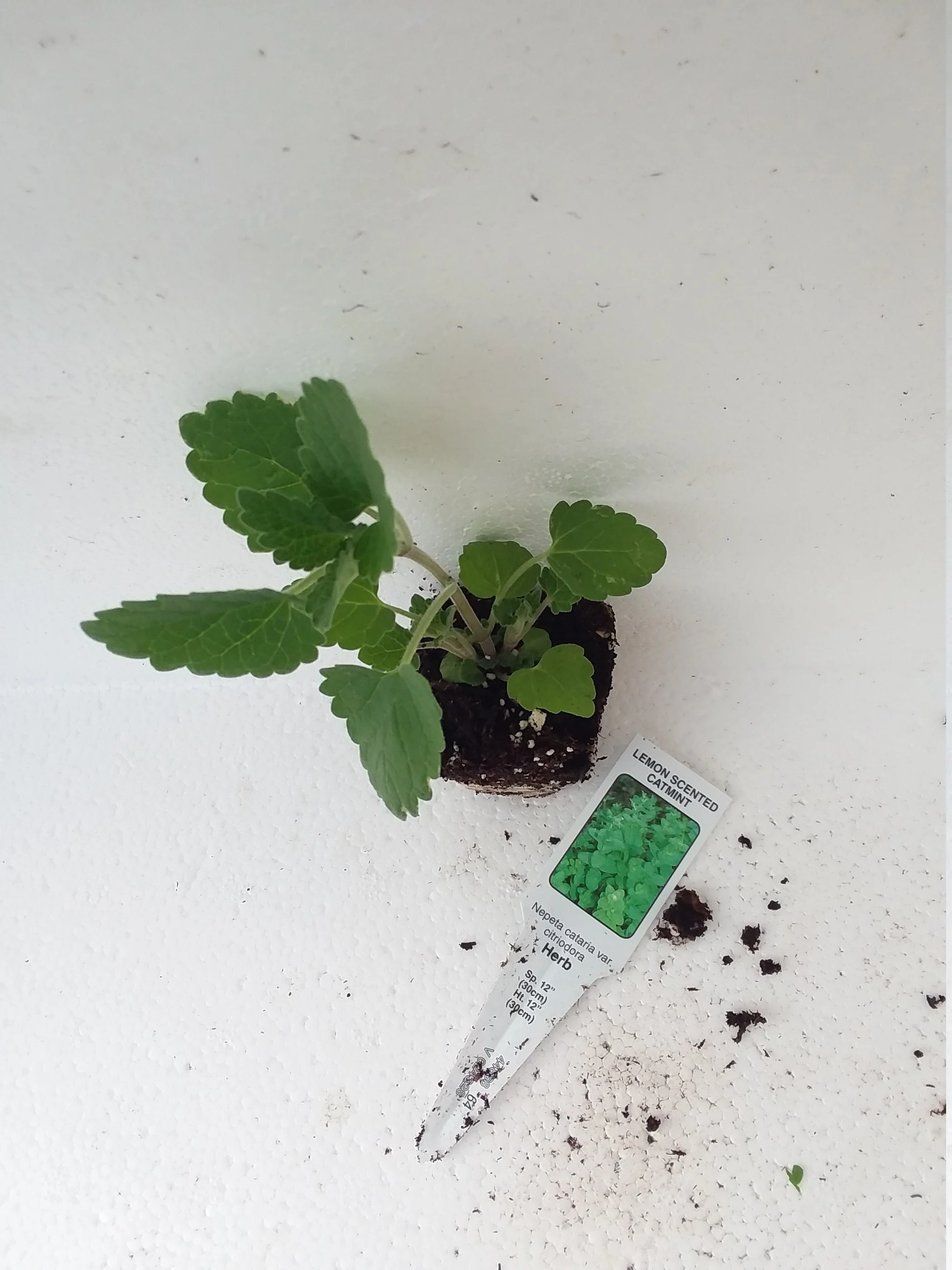 Nepeta Citriodora Lemon Scented Catnip - Image 2