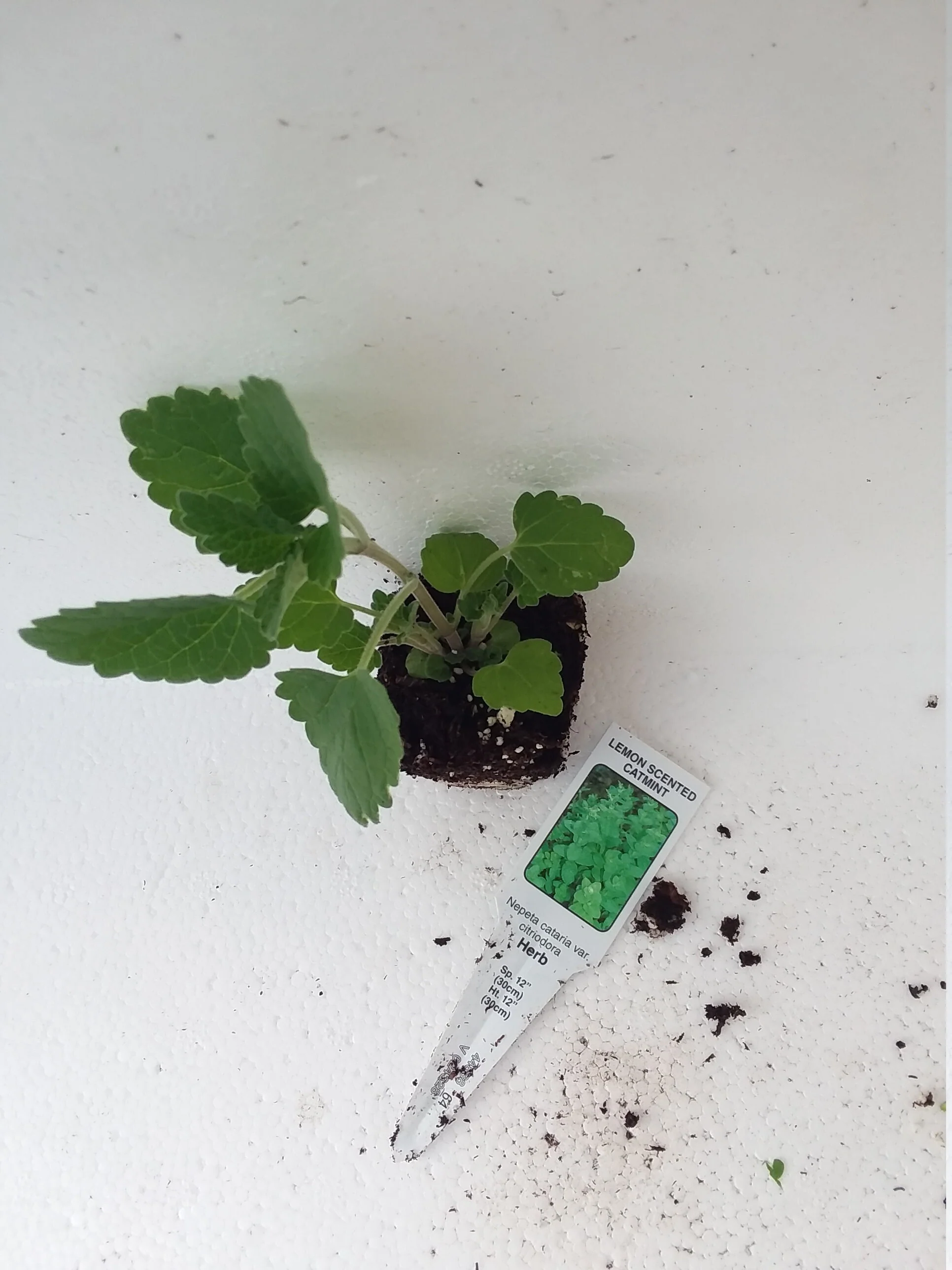 Nepeta Citriodora Lemon Scented Catnip - Image 3