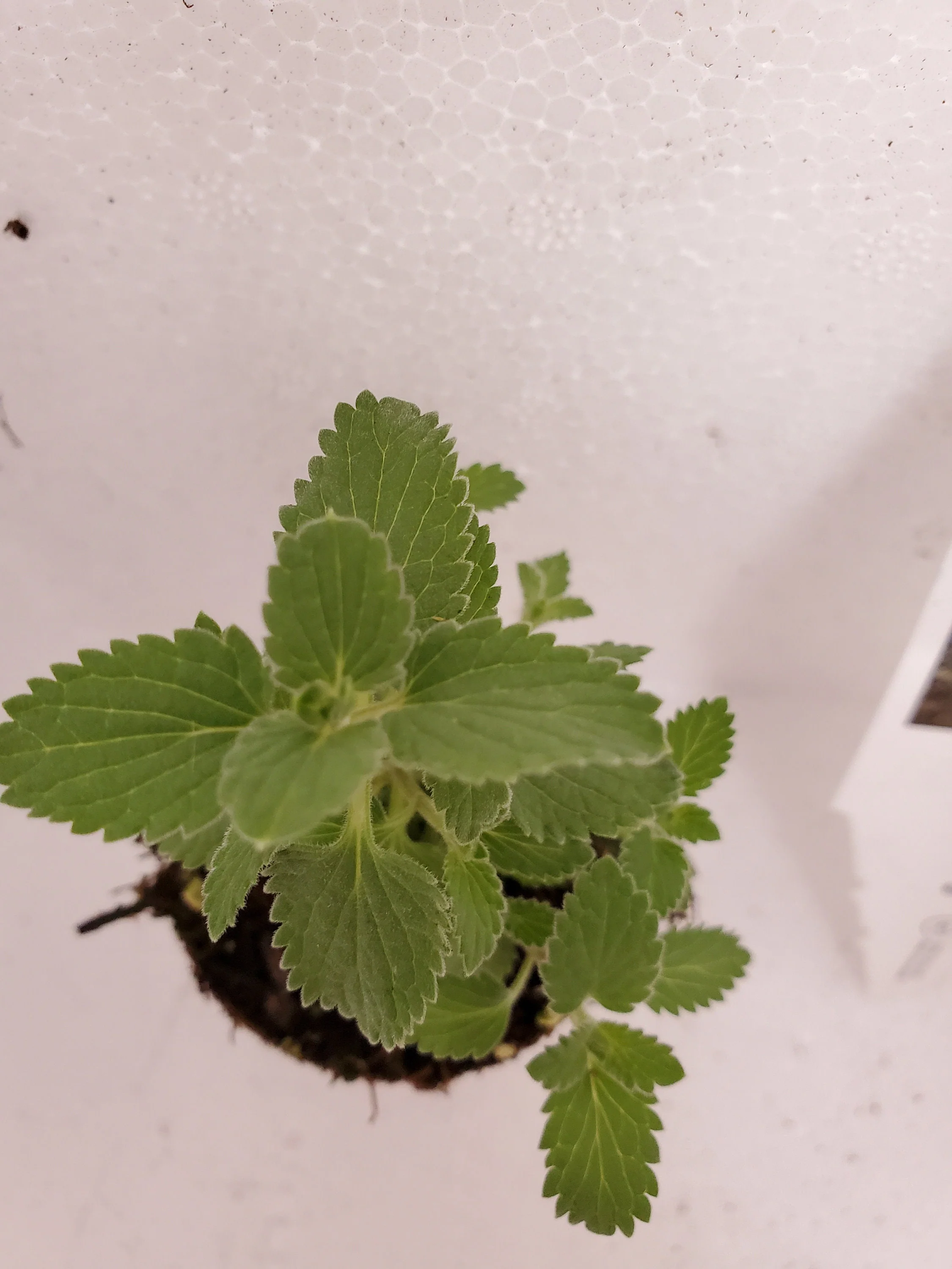 Nepeta Faasenii Kitten Around Catmint