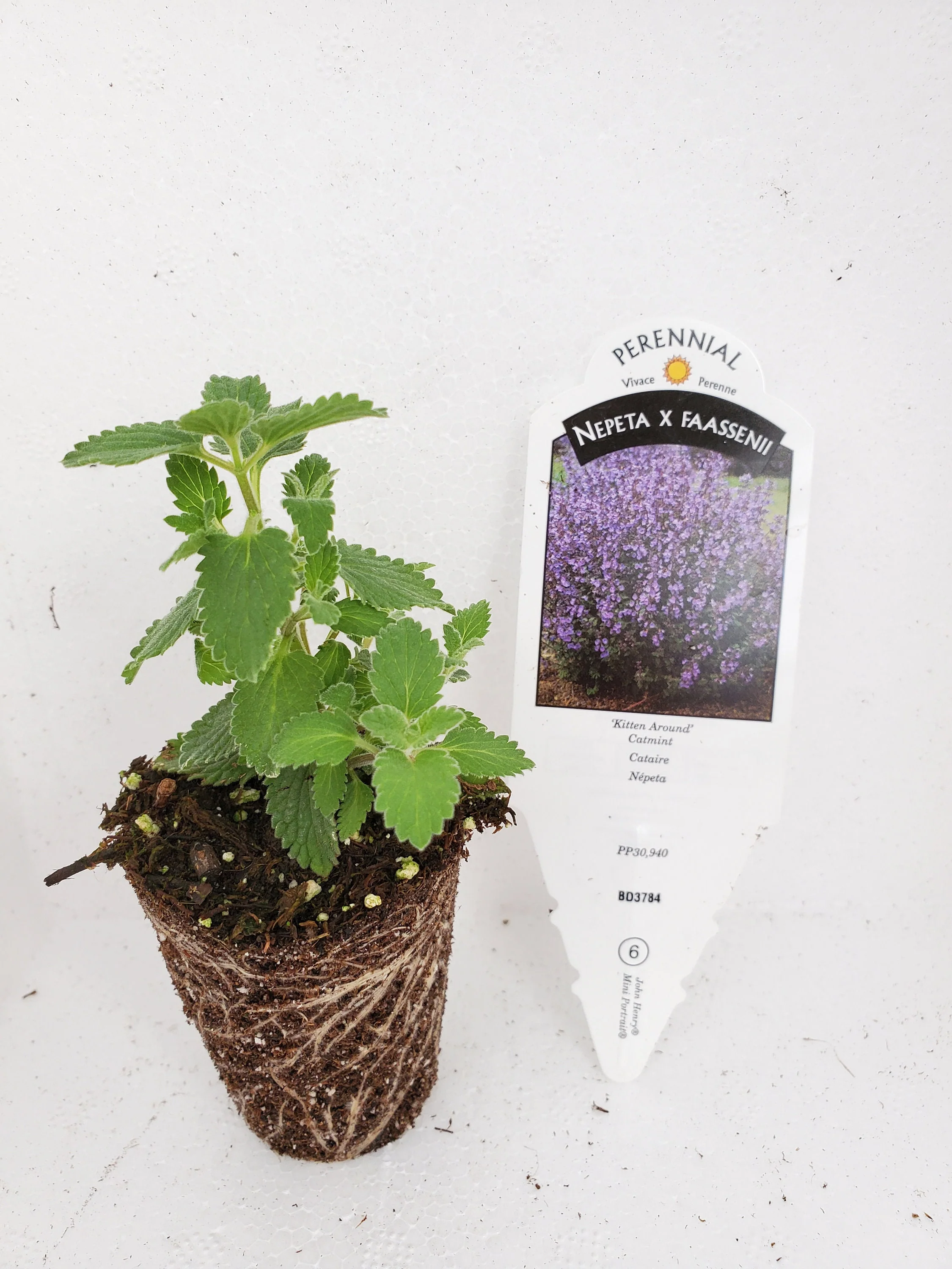 Nepeta Faasenii Kitten Around Catmint - Image 2