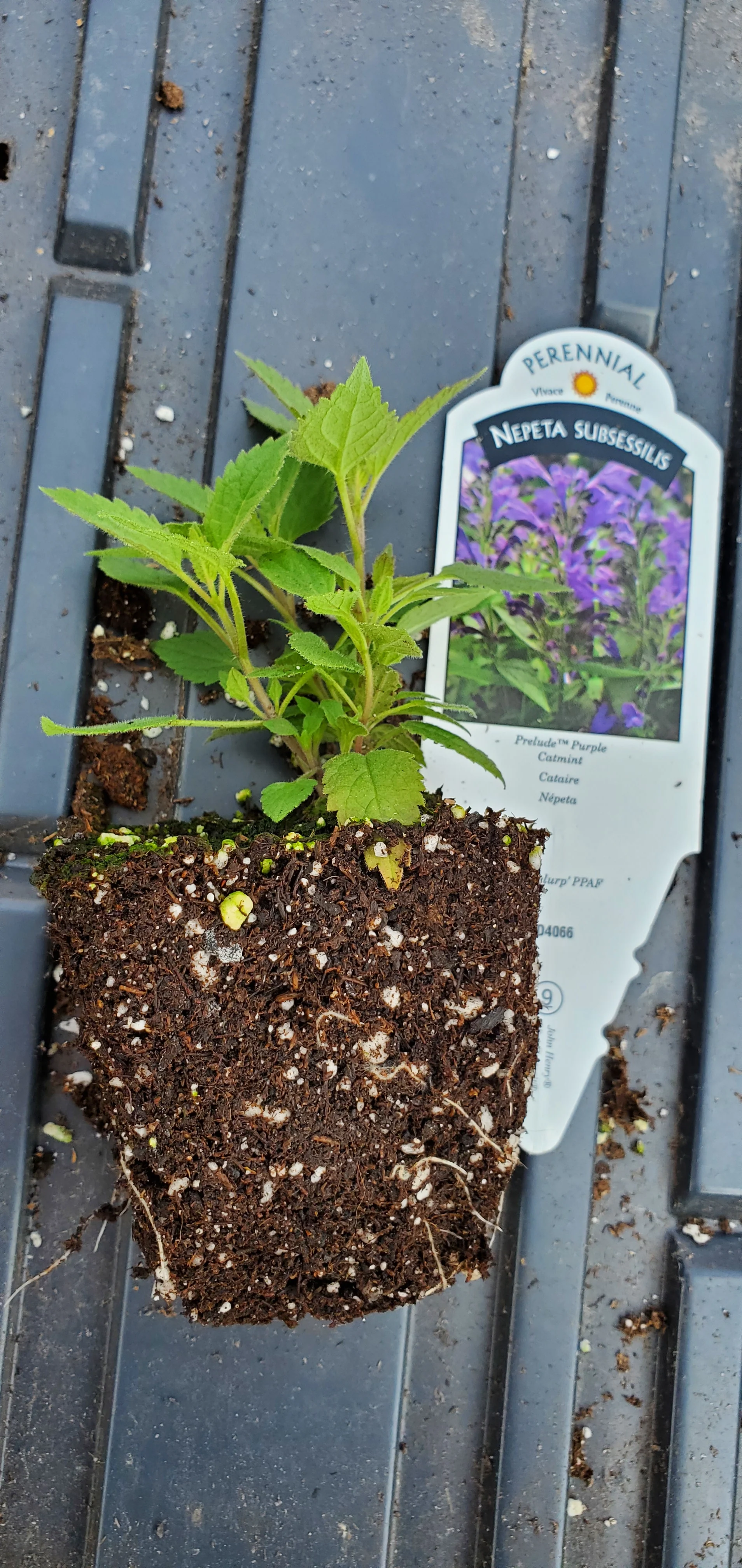 Nepeta Prelude Purple - Image 2