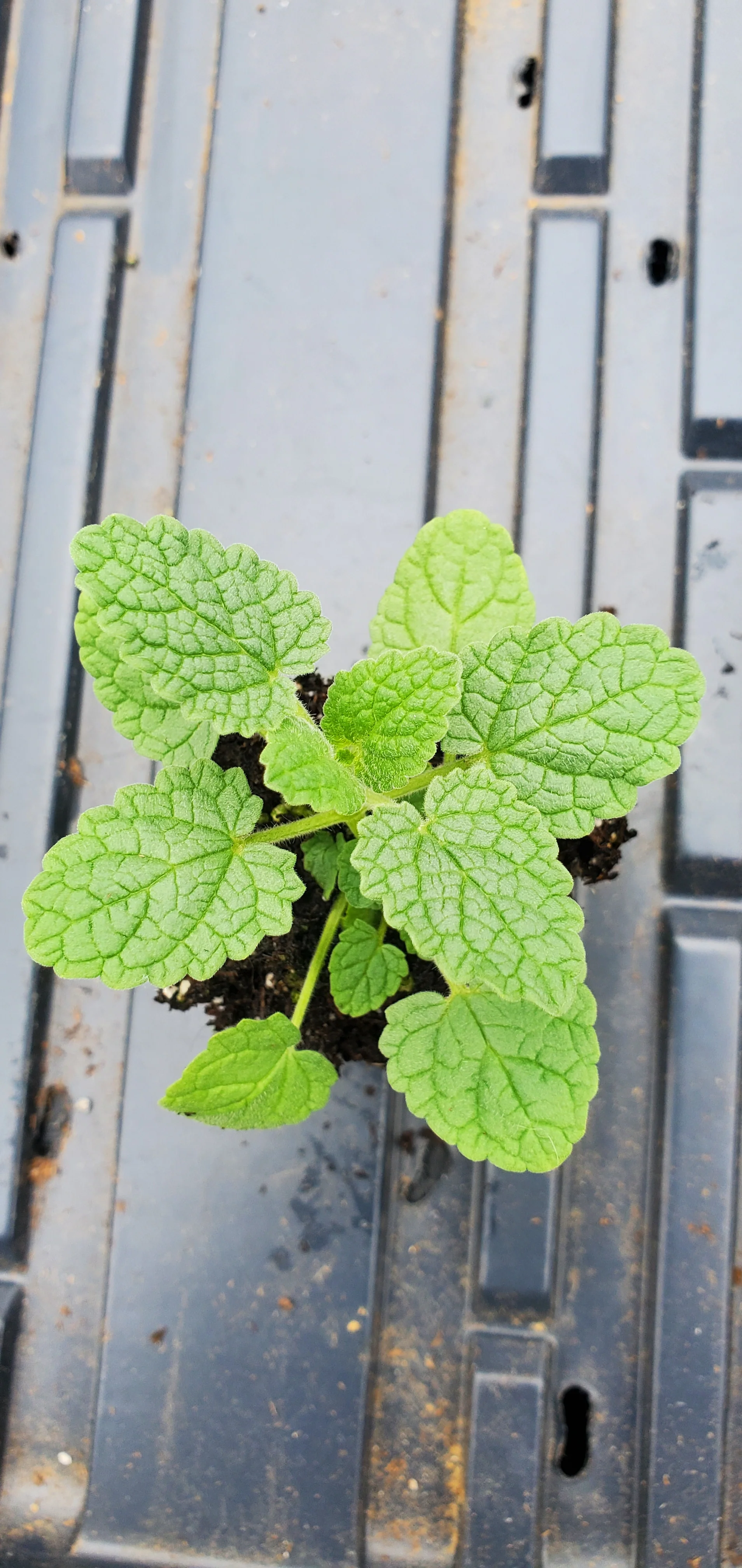 Nepeta Tuberosa