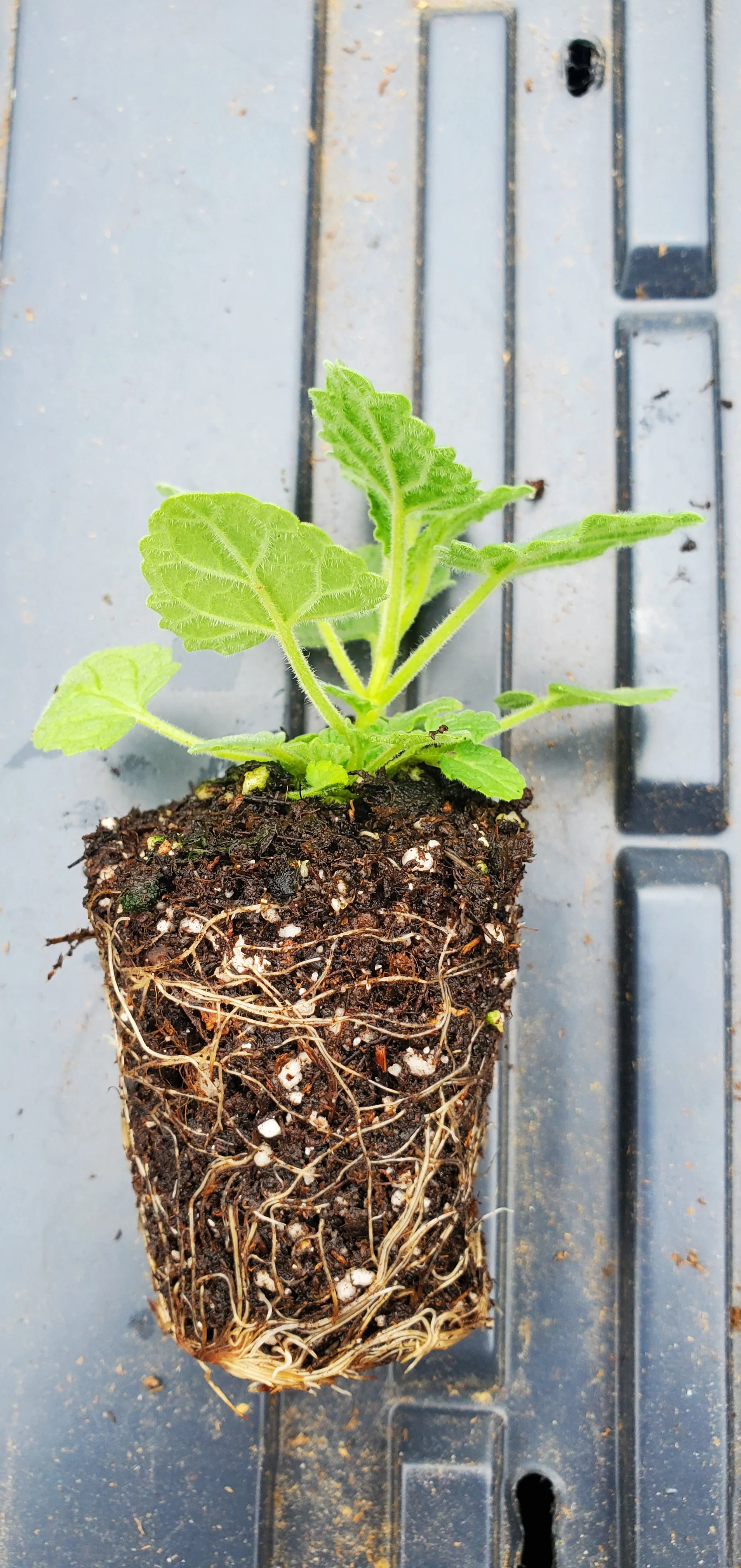Nepeta Tuberosa - Image 2