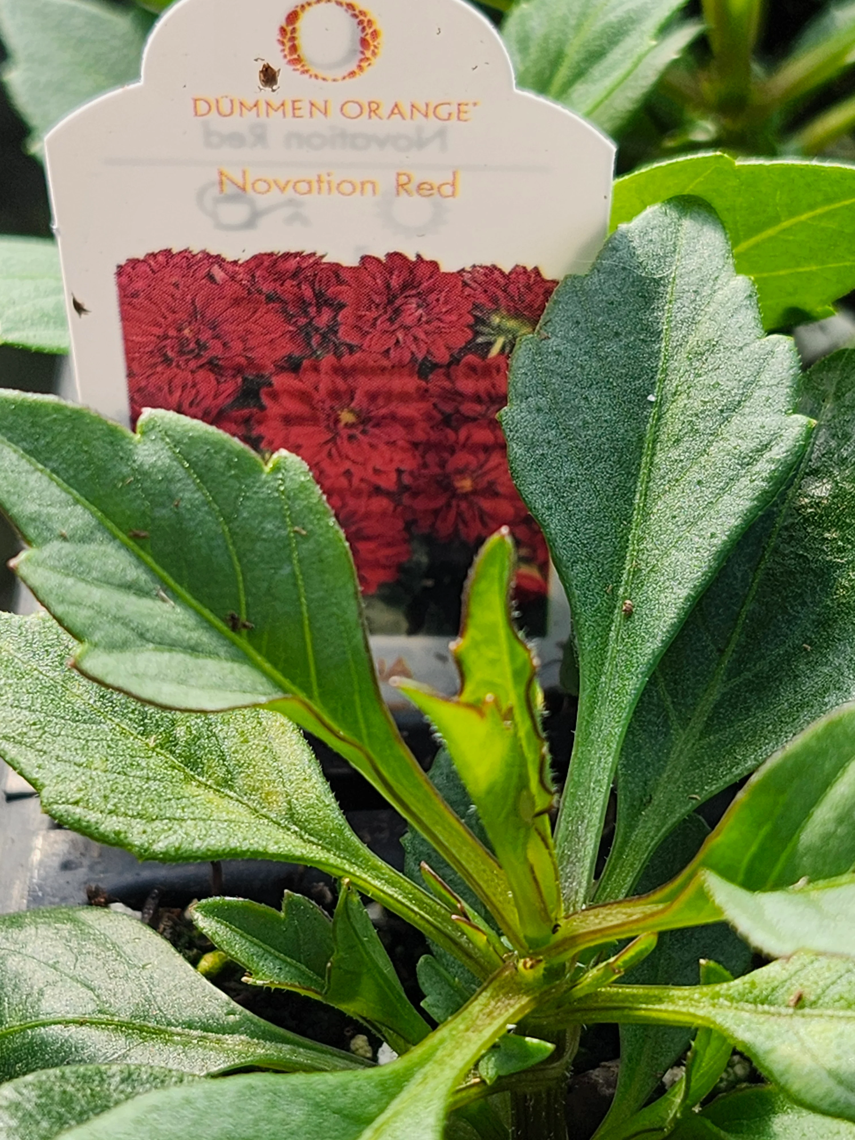 Novation Red Dahlia