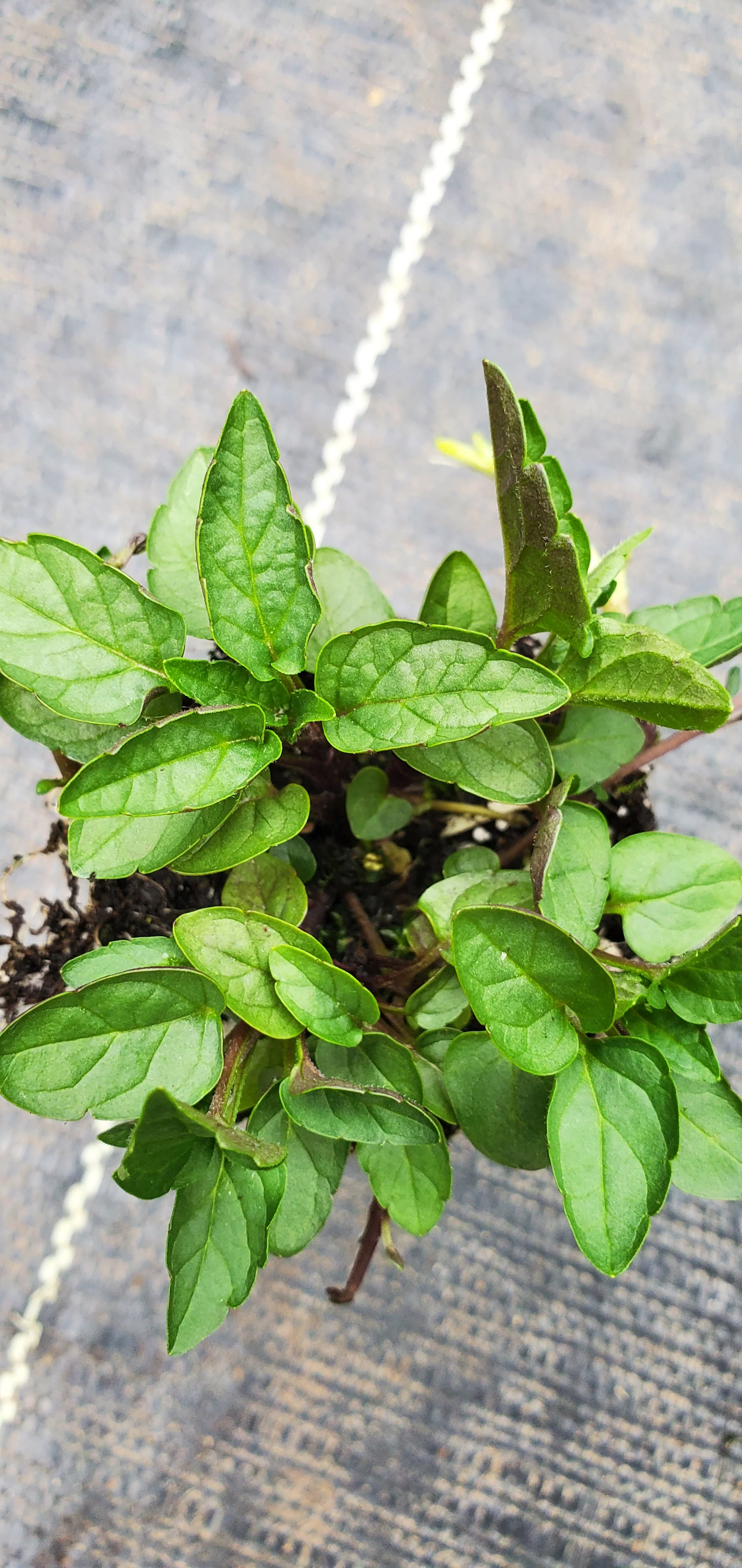 Official Skullcap Scuttelaria laterifolia