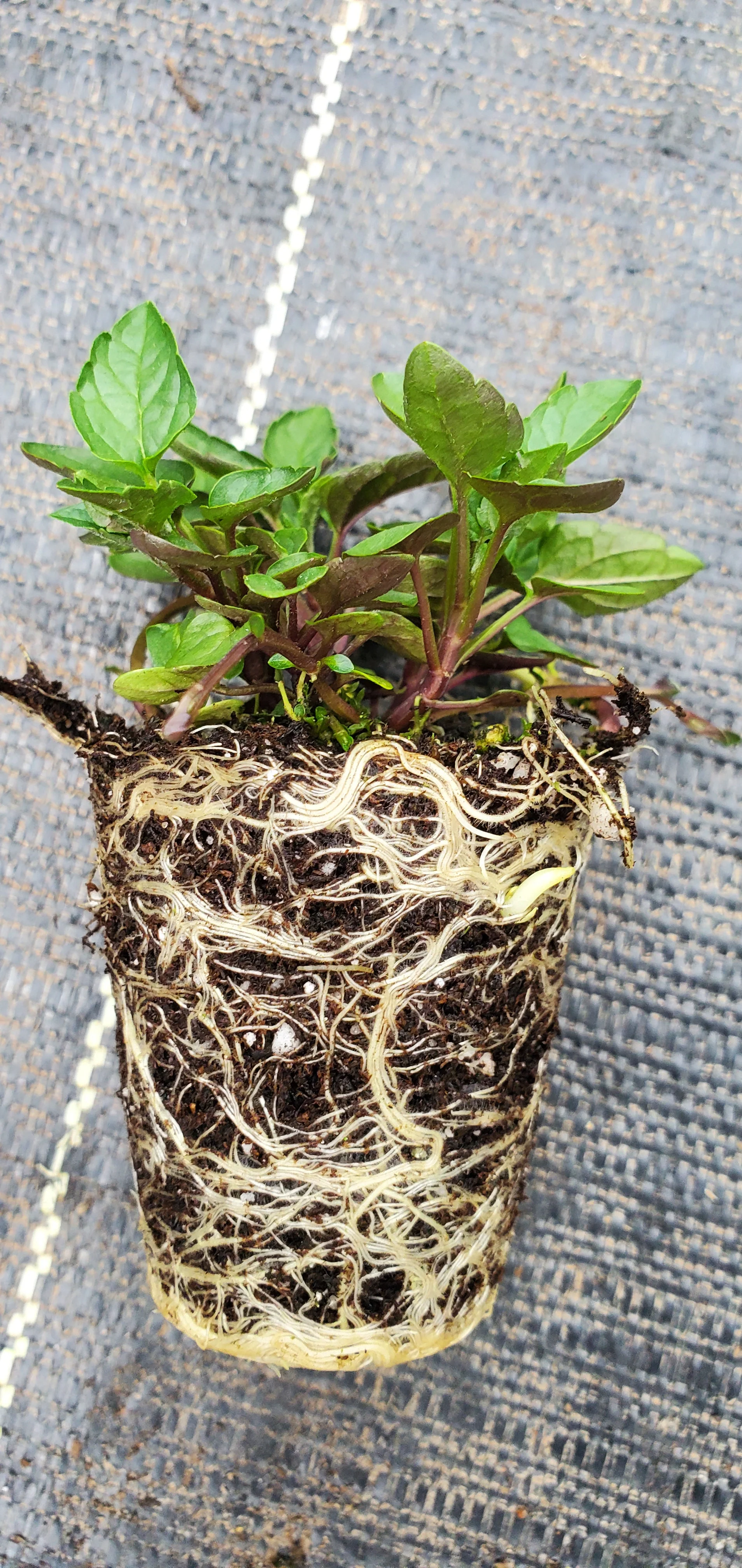 Official Skullcap Scuttelaria laterifolia - Image 2