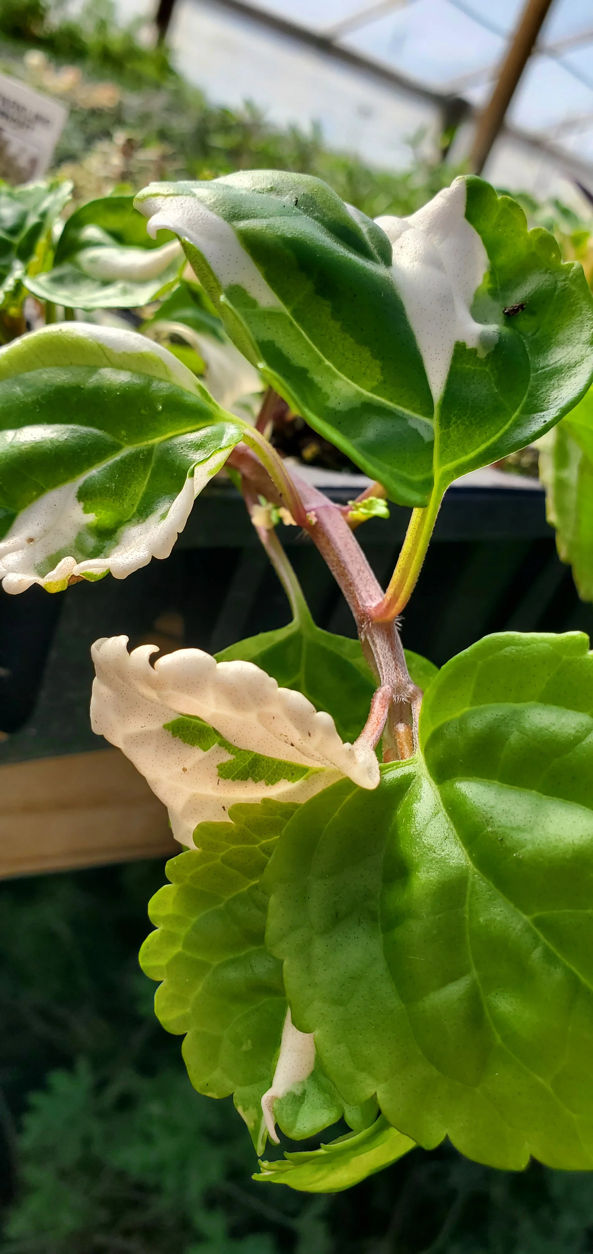 Old Fashioned Variegated Swedish Ivy - Image 2