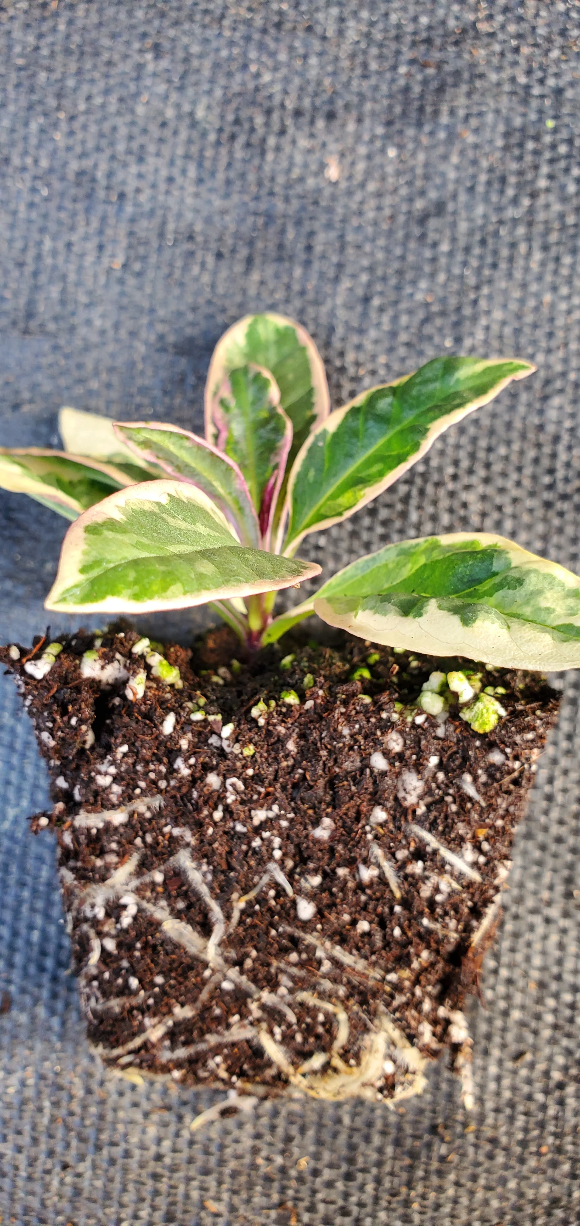 Olympus Phlox Paniculata - Image 2