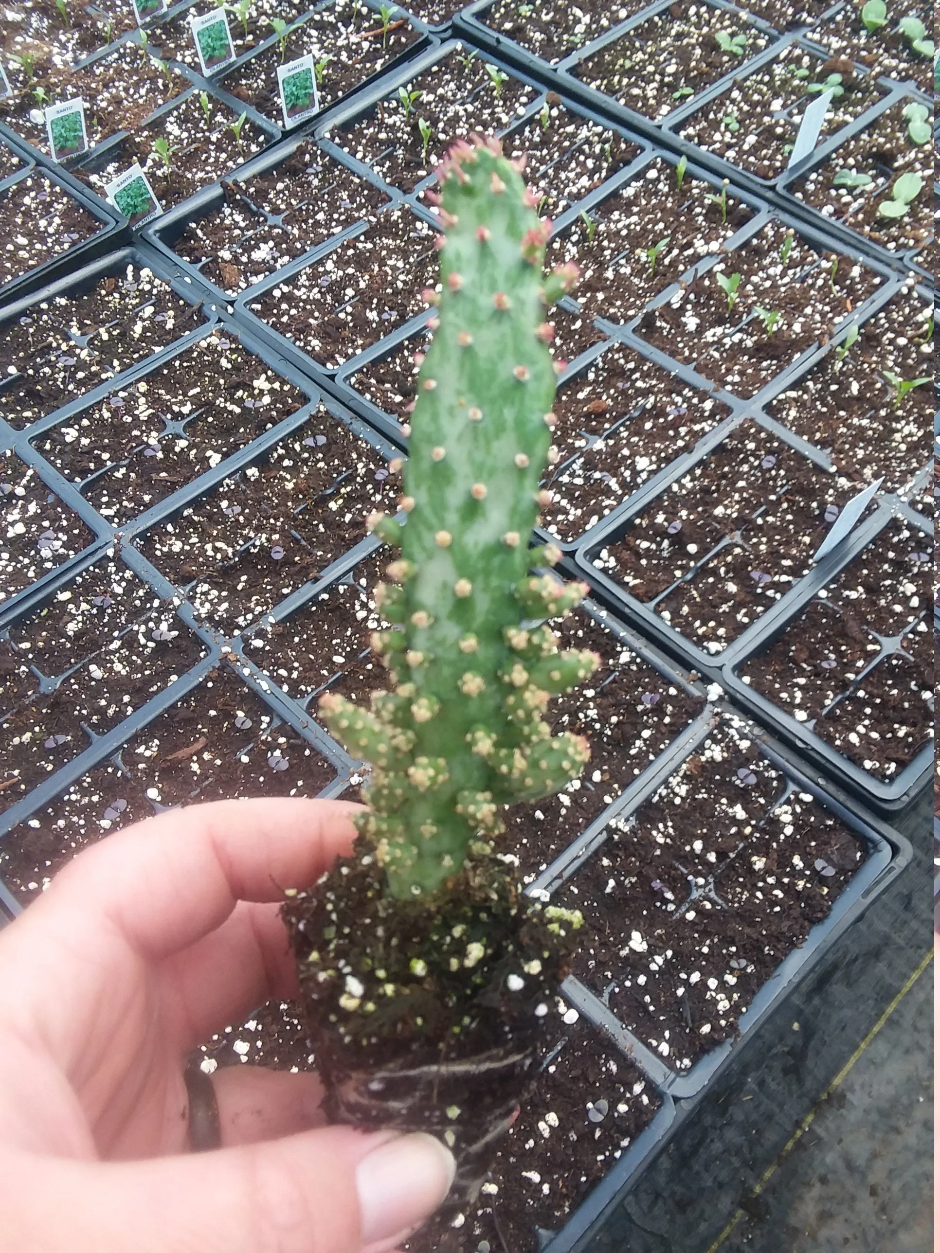 Opuntia Monacantha Variegata Starter