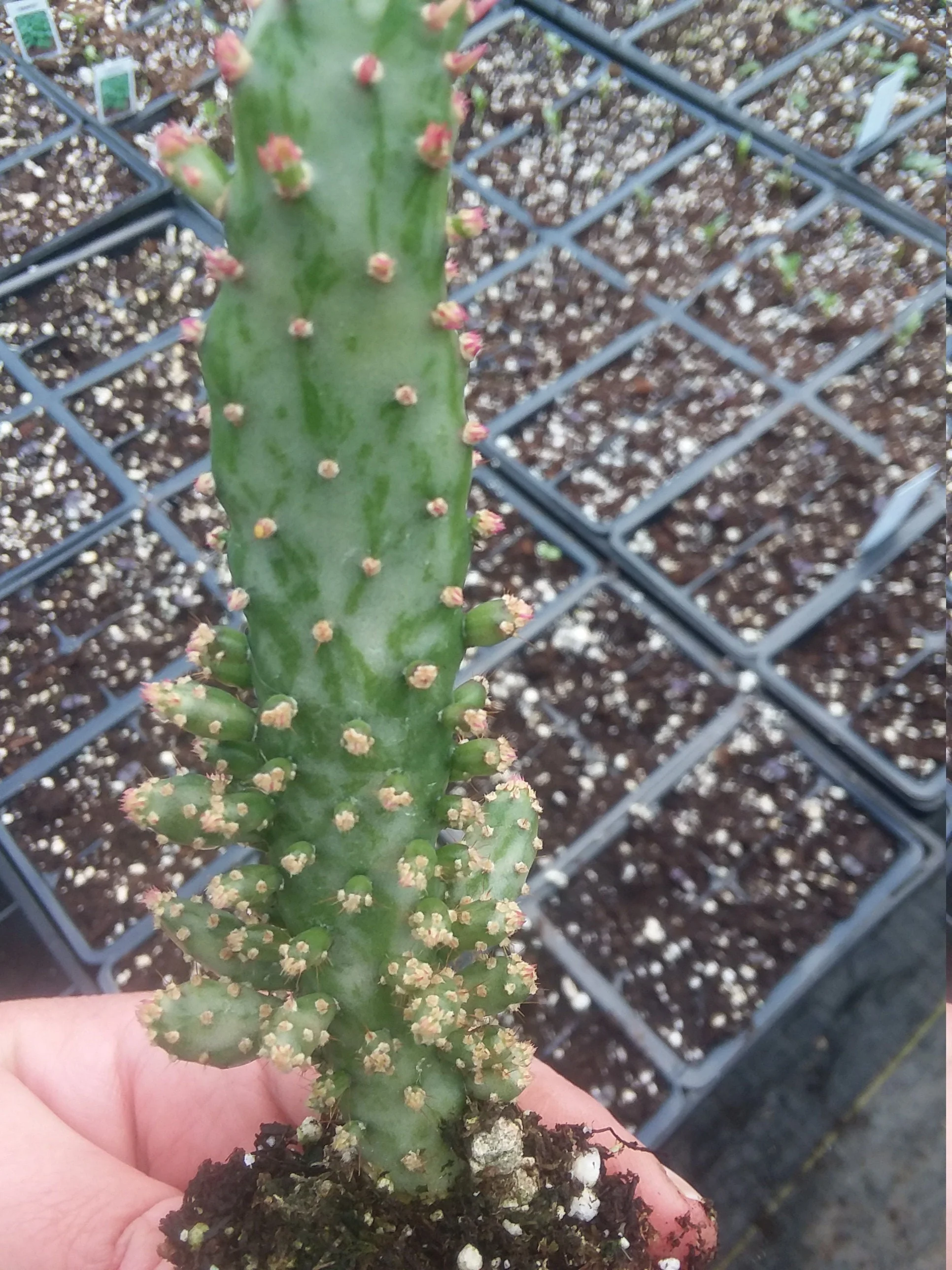 Opuntia Monacantha Variegata Starter - Image 2
