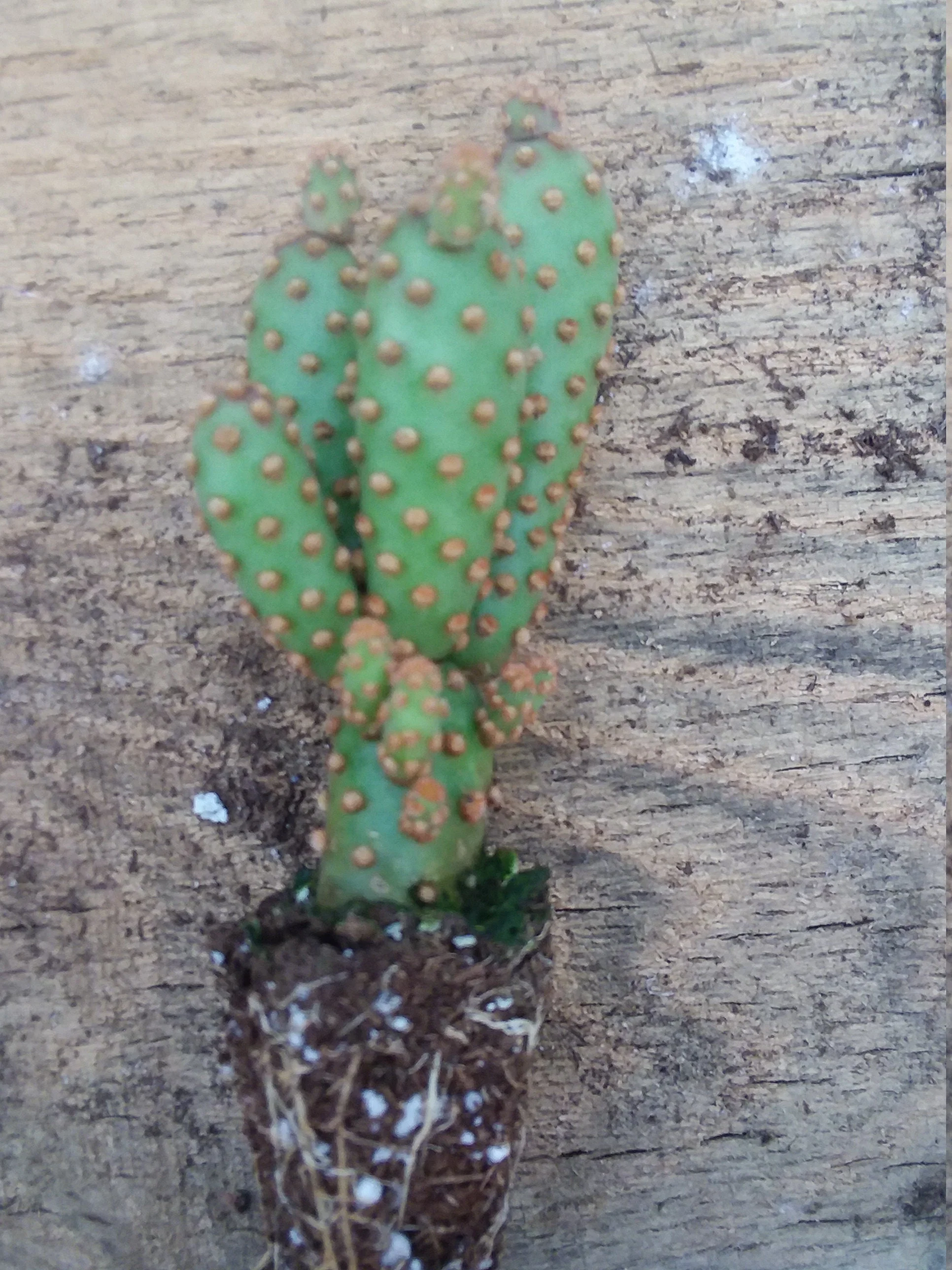Opuntia Rufida Minima Monstrose - Image 3