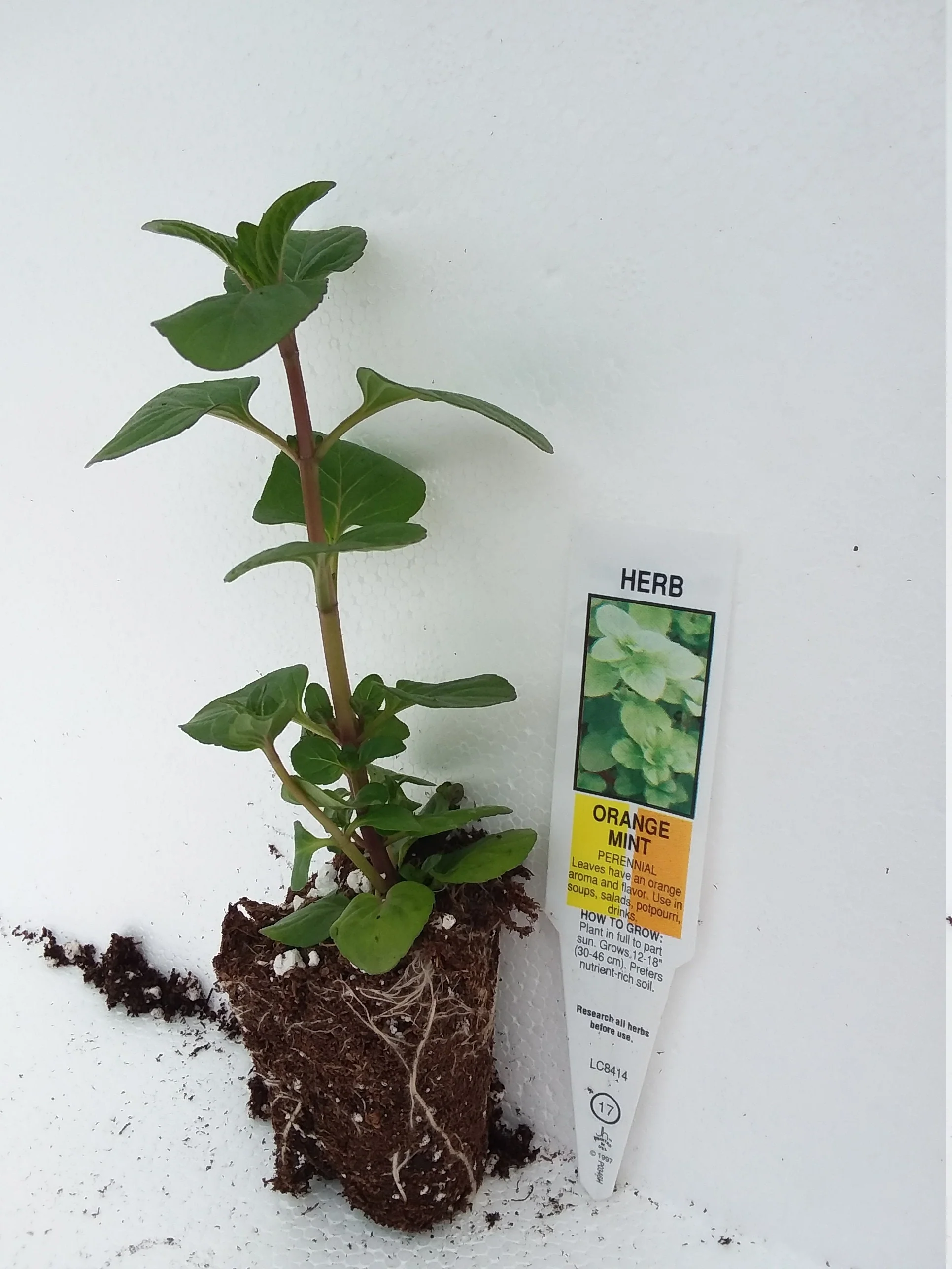 Orange Mint - Image 2
