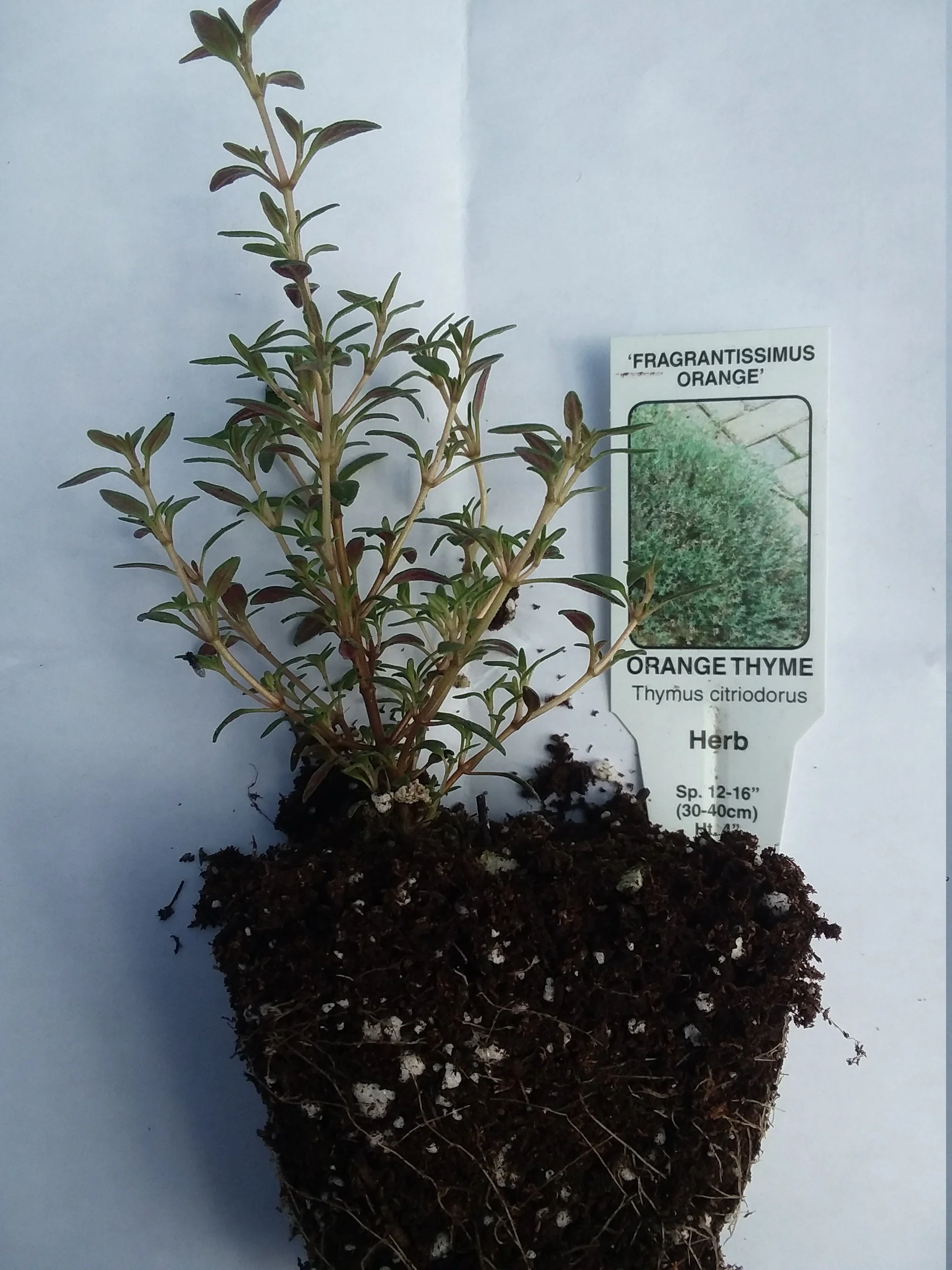 Orange Thyme - Image 2