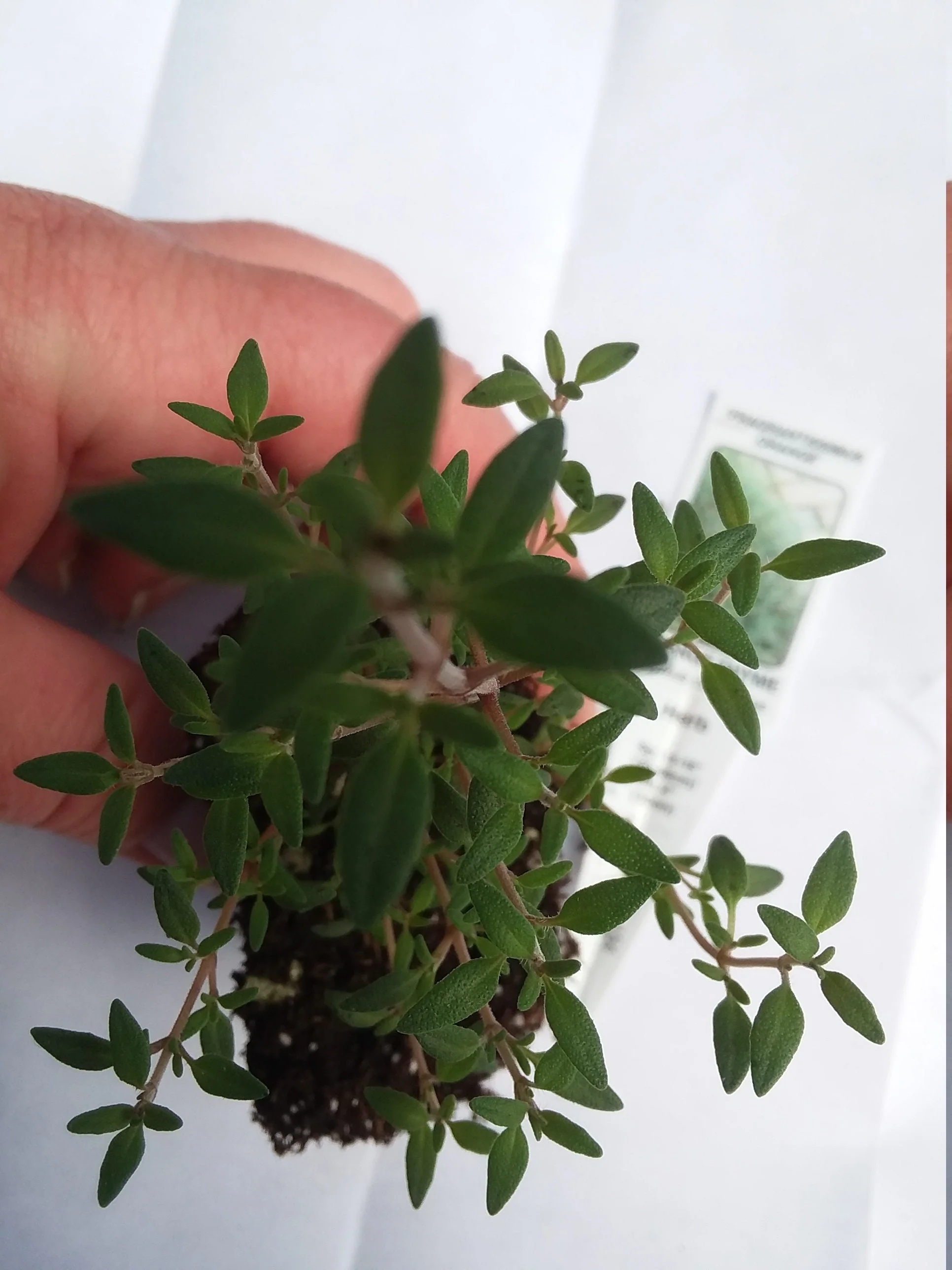 Orange Thyme - Image 3