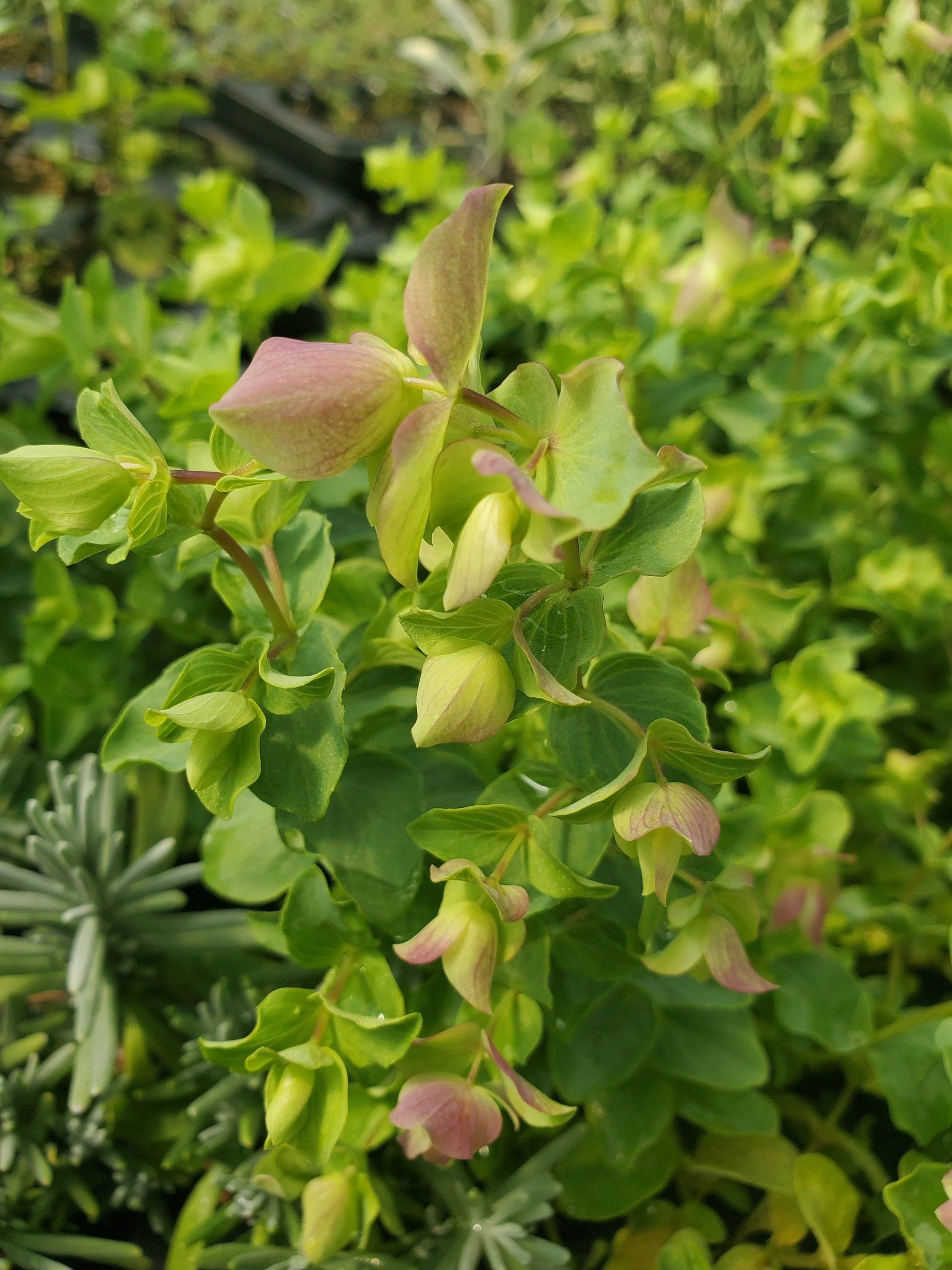 Oregano Bellissimo