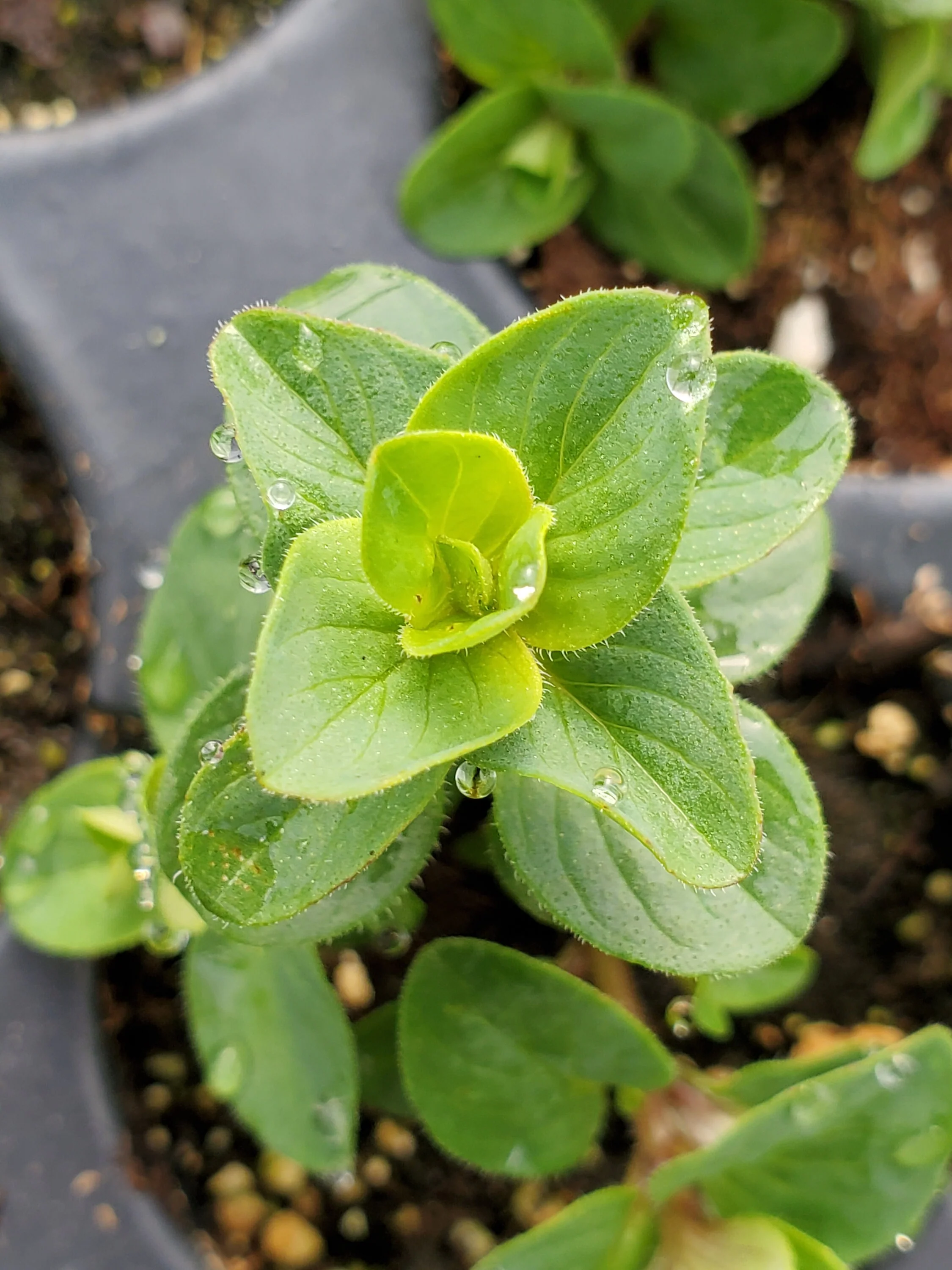 Oregano Bellissimo - Image 2