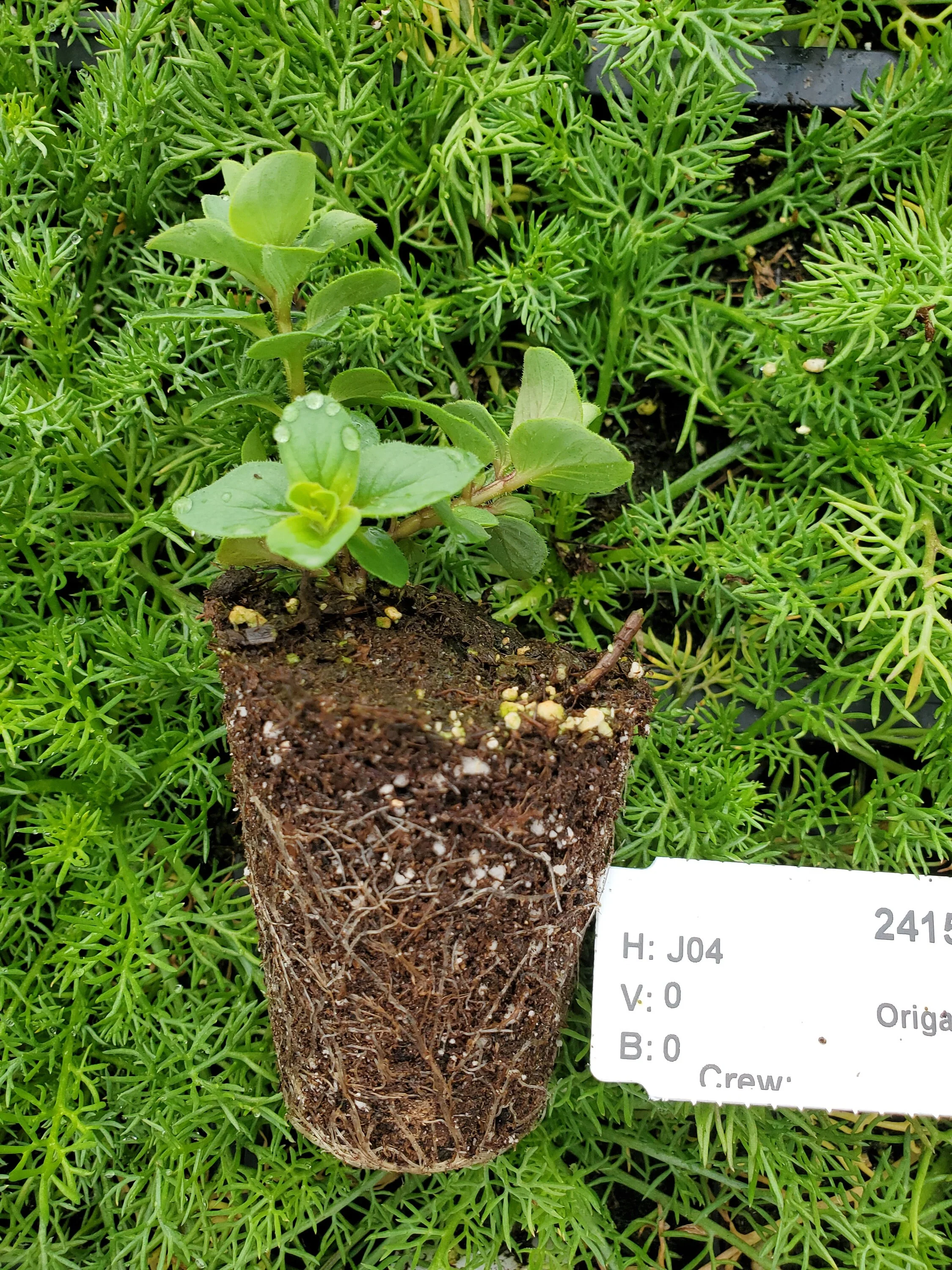 Oregano Bellissimo - Image 3