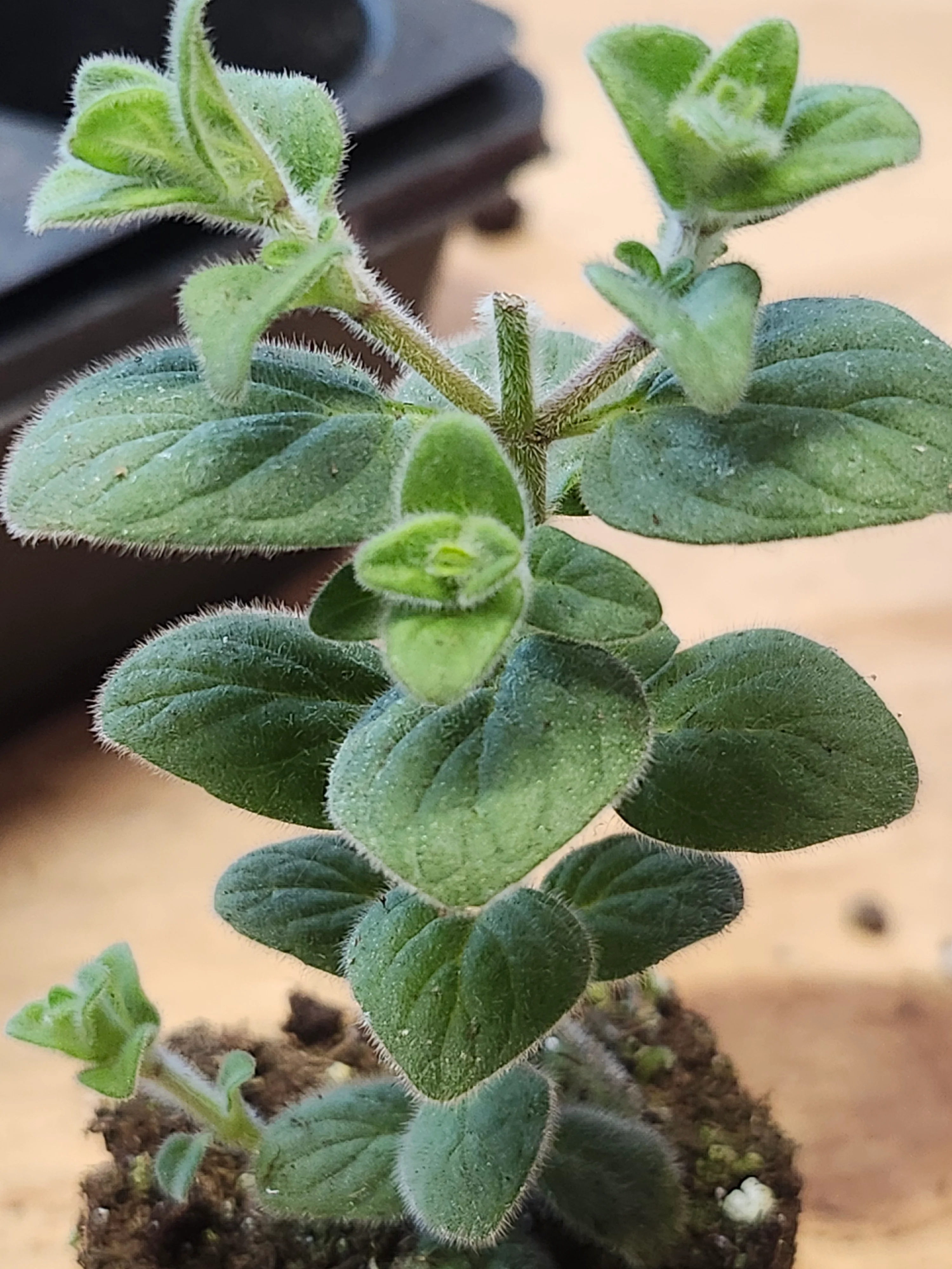 Oregano Calcaratum Dittany of Amorgas - Image 2