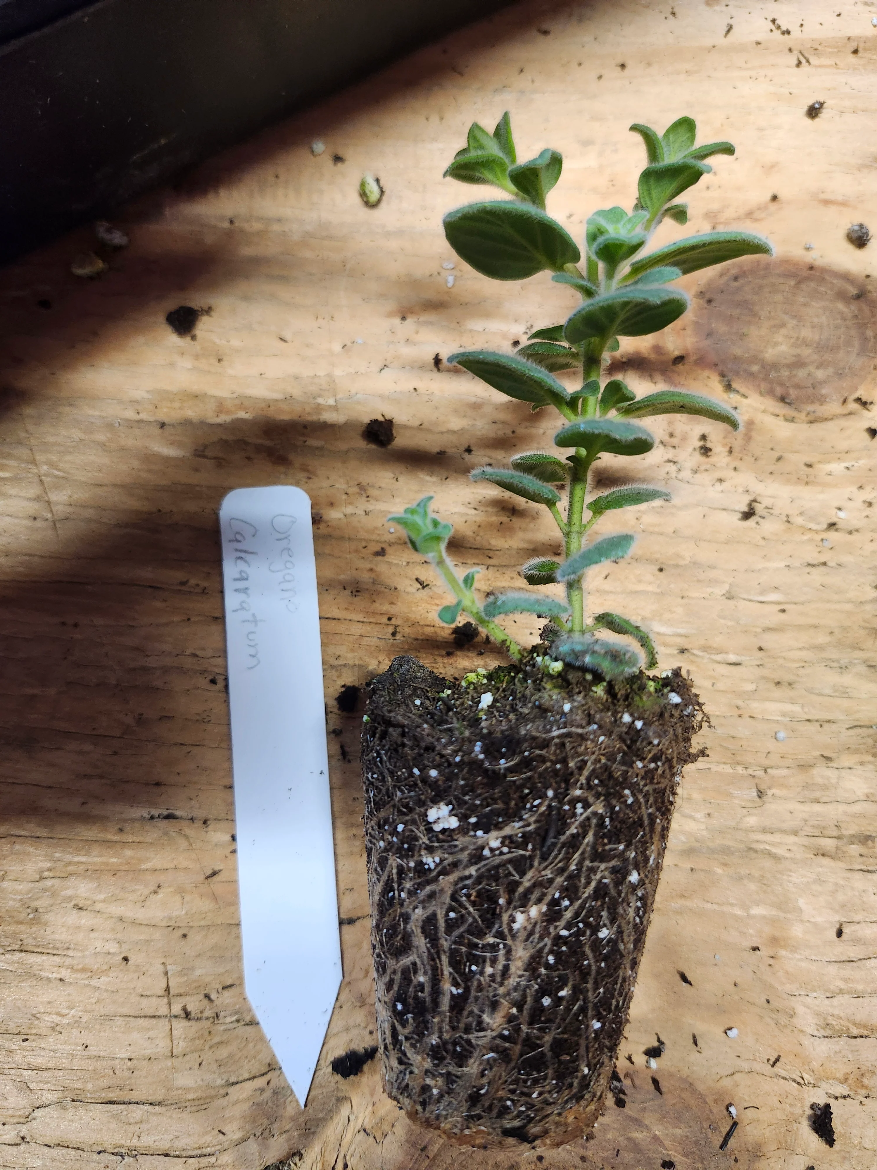 Oregano Calcaratum Dittany of Amorgas - Image 3