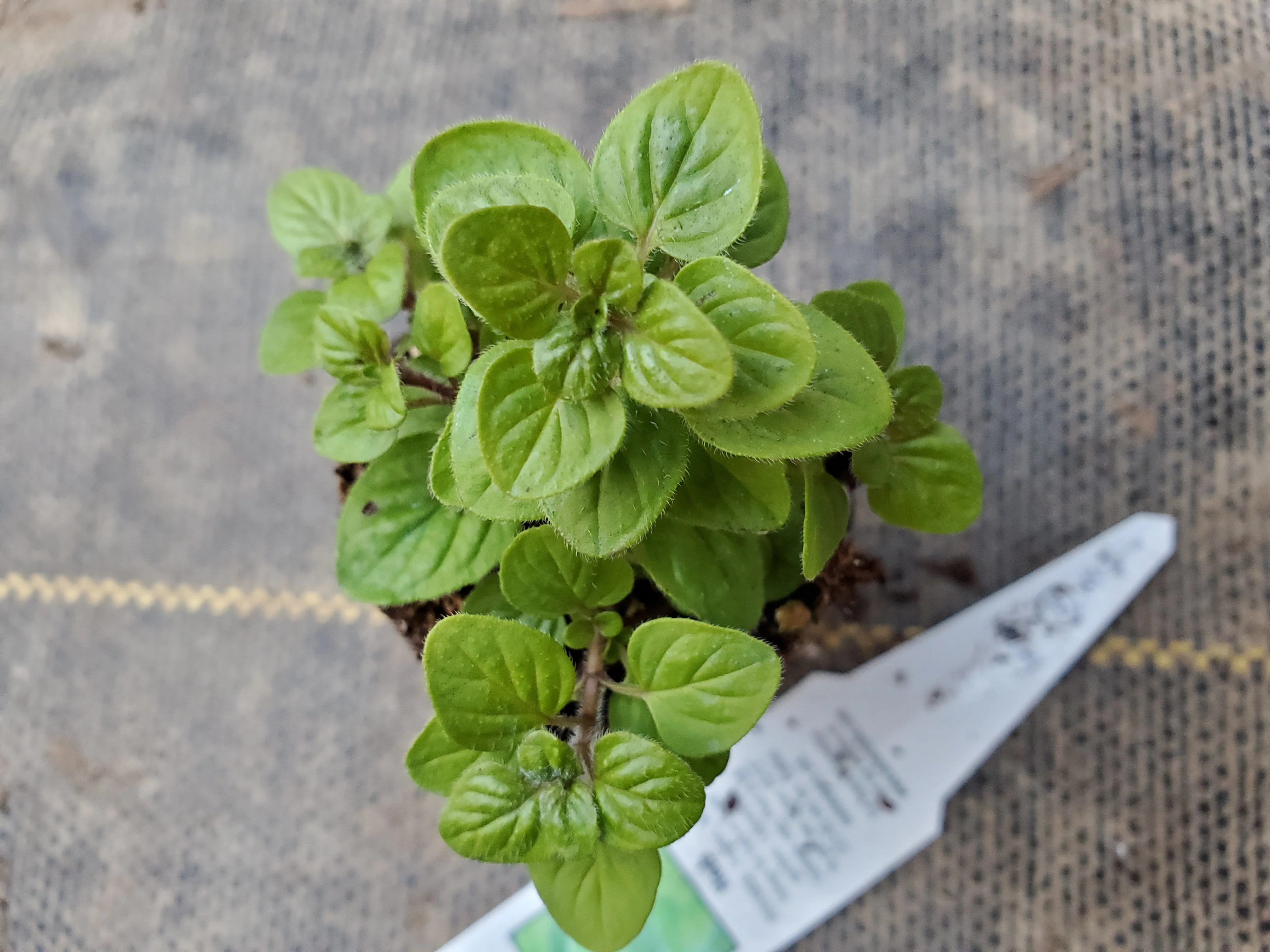 Oregano Compact