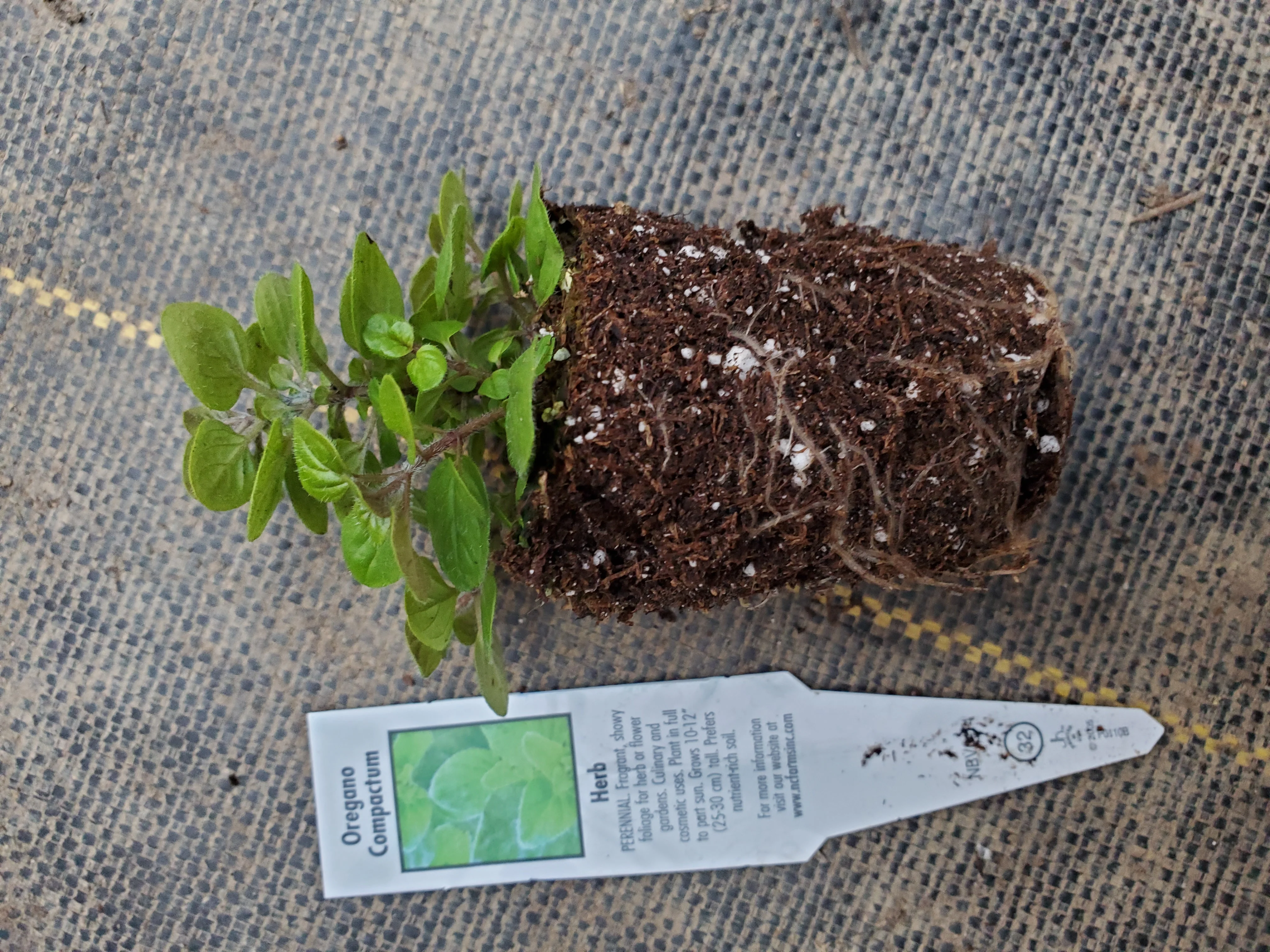 Oregano Compact - Image 2