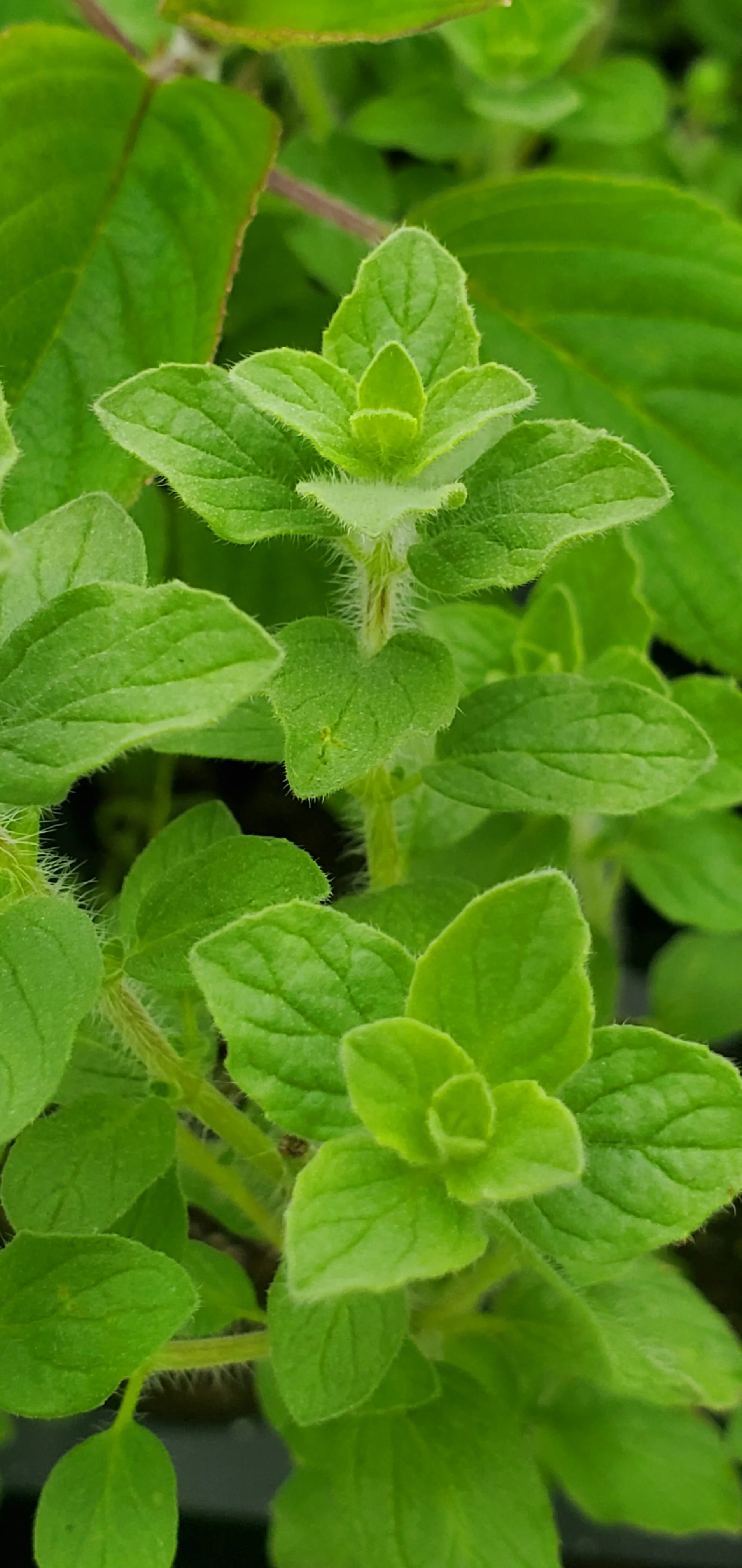 Oregano Onites