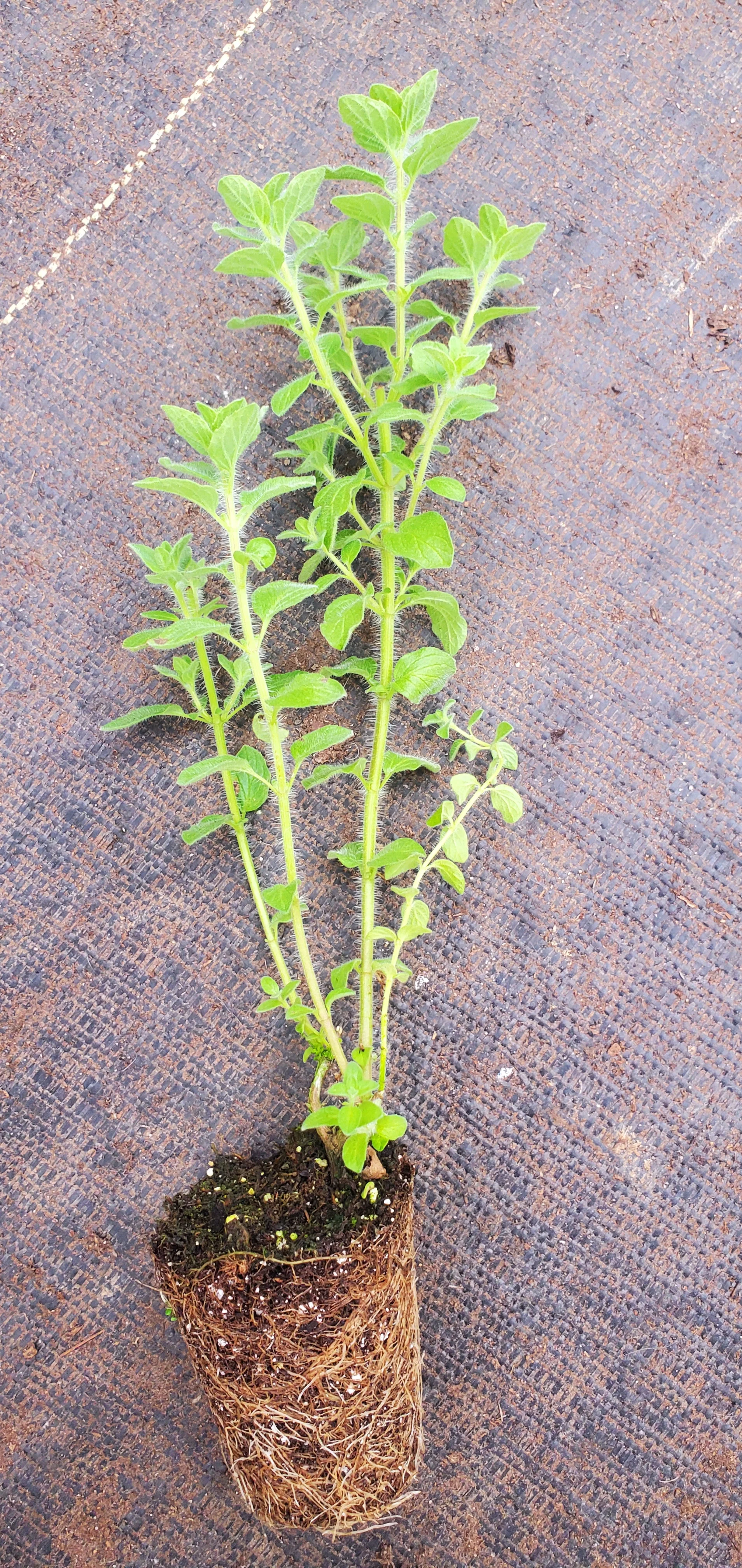 Oregano Onites - Image 2