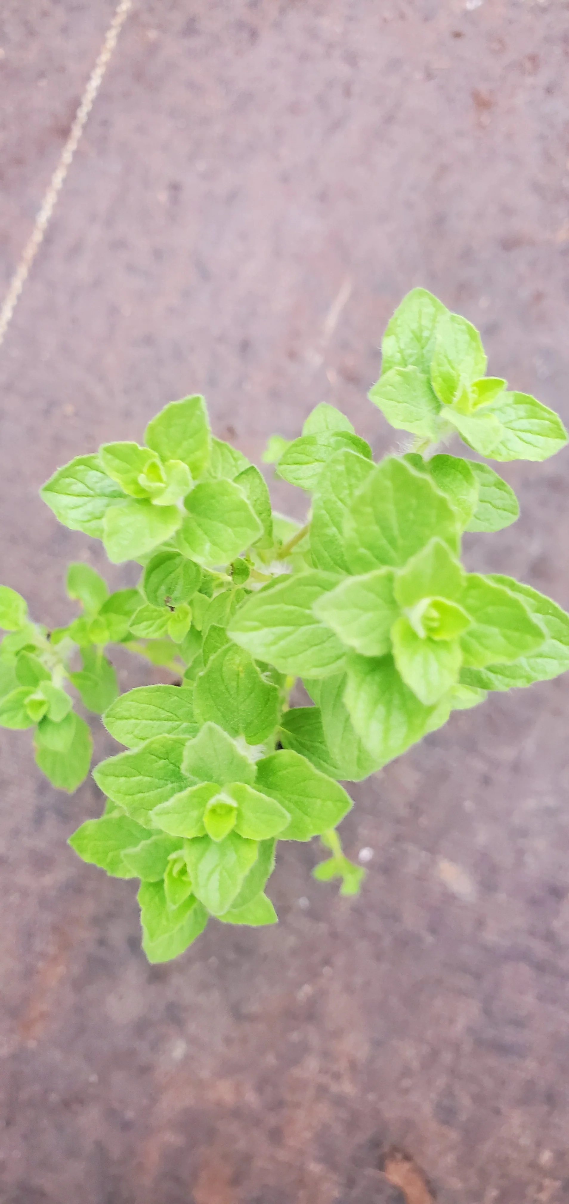 Oregano Onites - Image 3