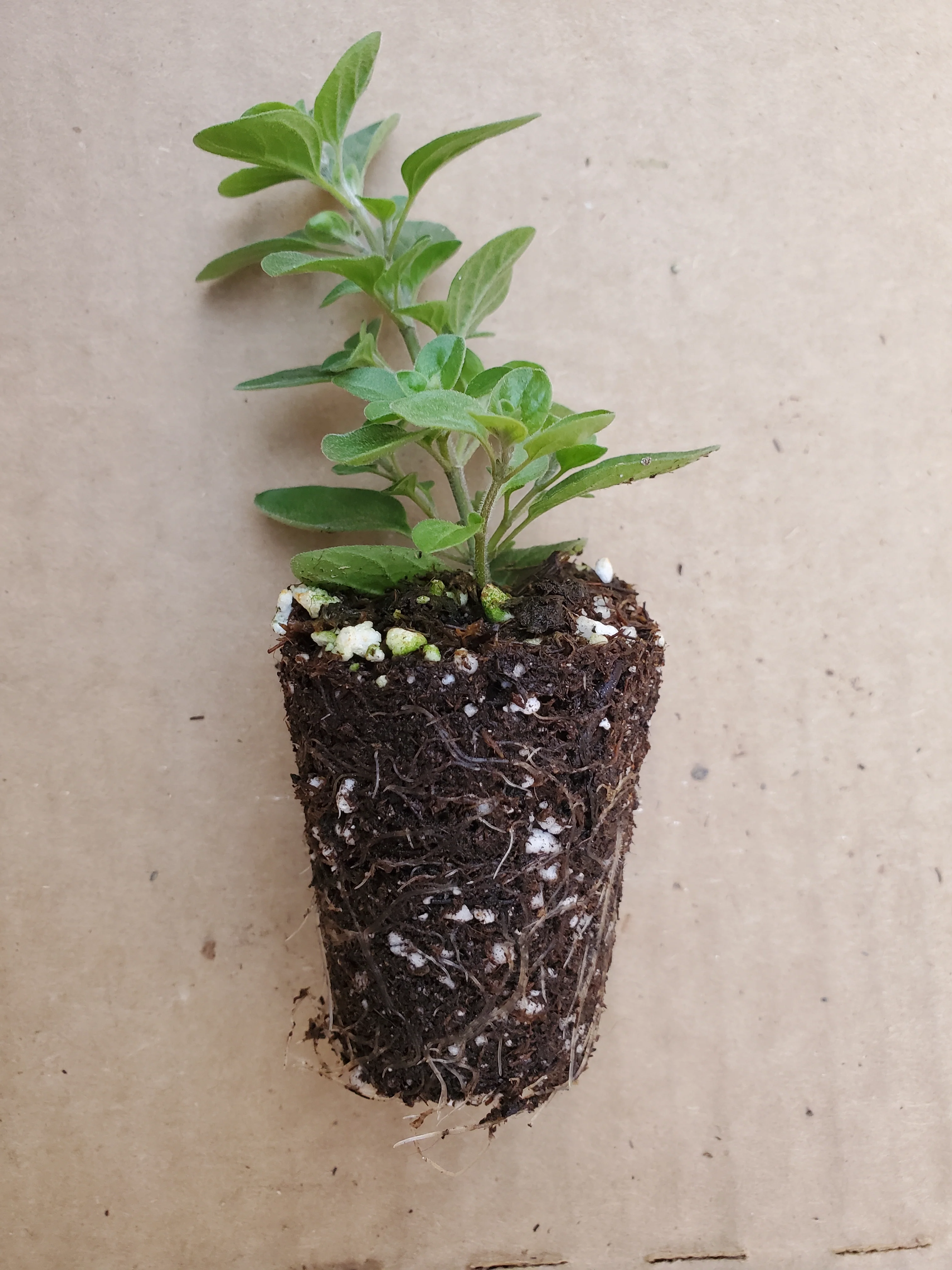 Oregano Supreme - Image 3