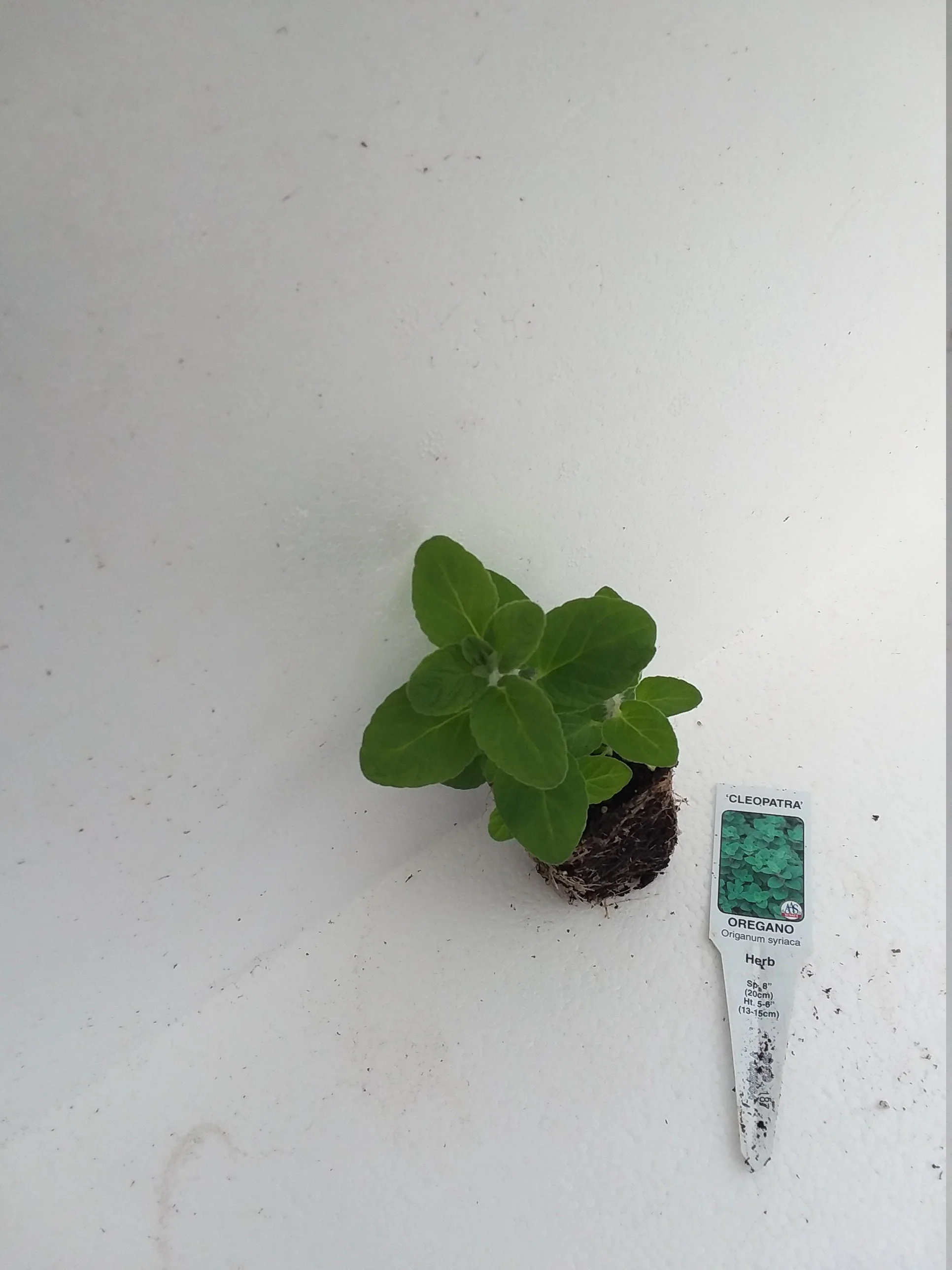Oregano syriaca Cleopatra - Image 3