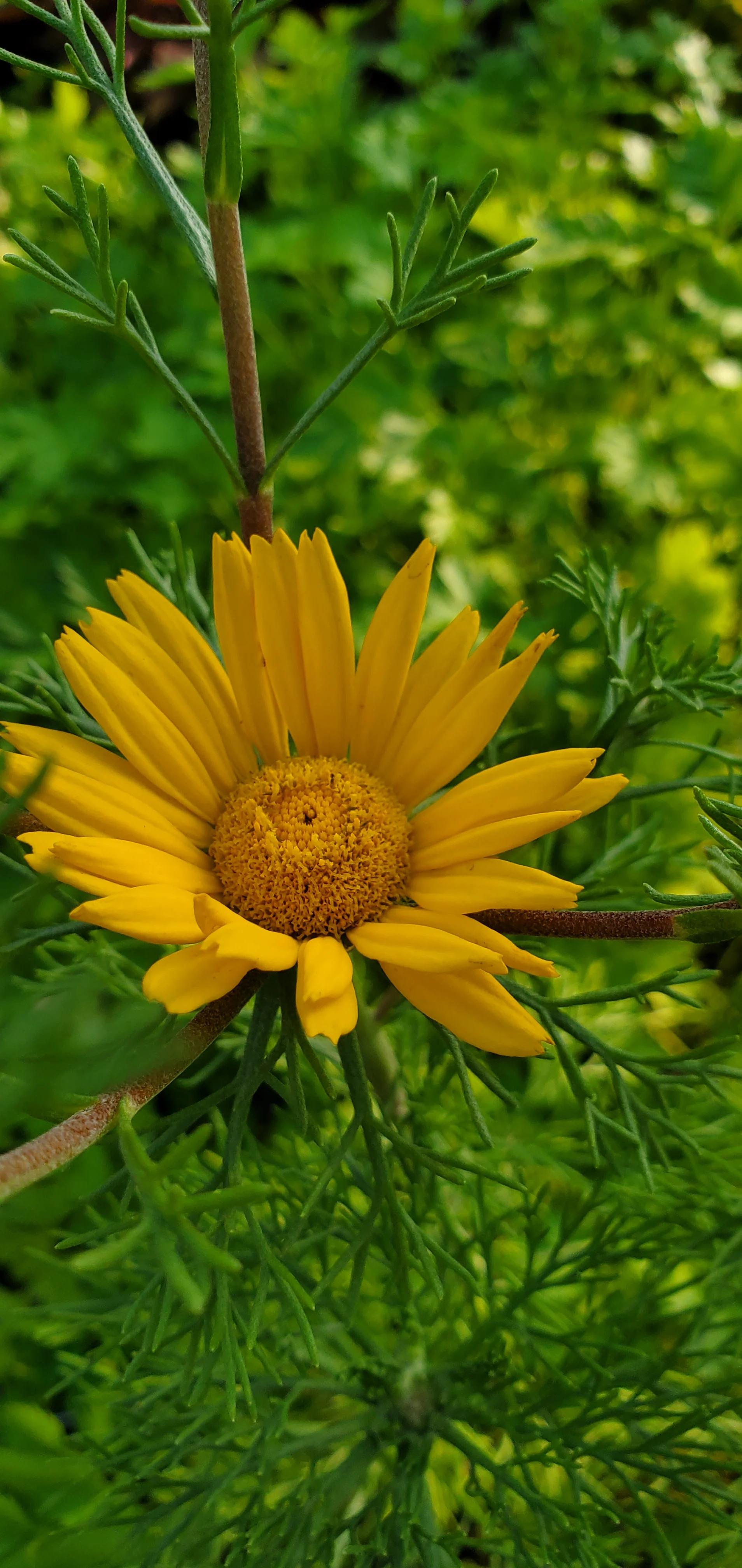 Palm Springs Daisy Cladanthus Arabicus - Image 3