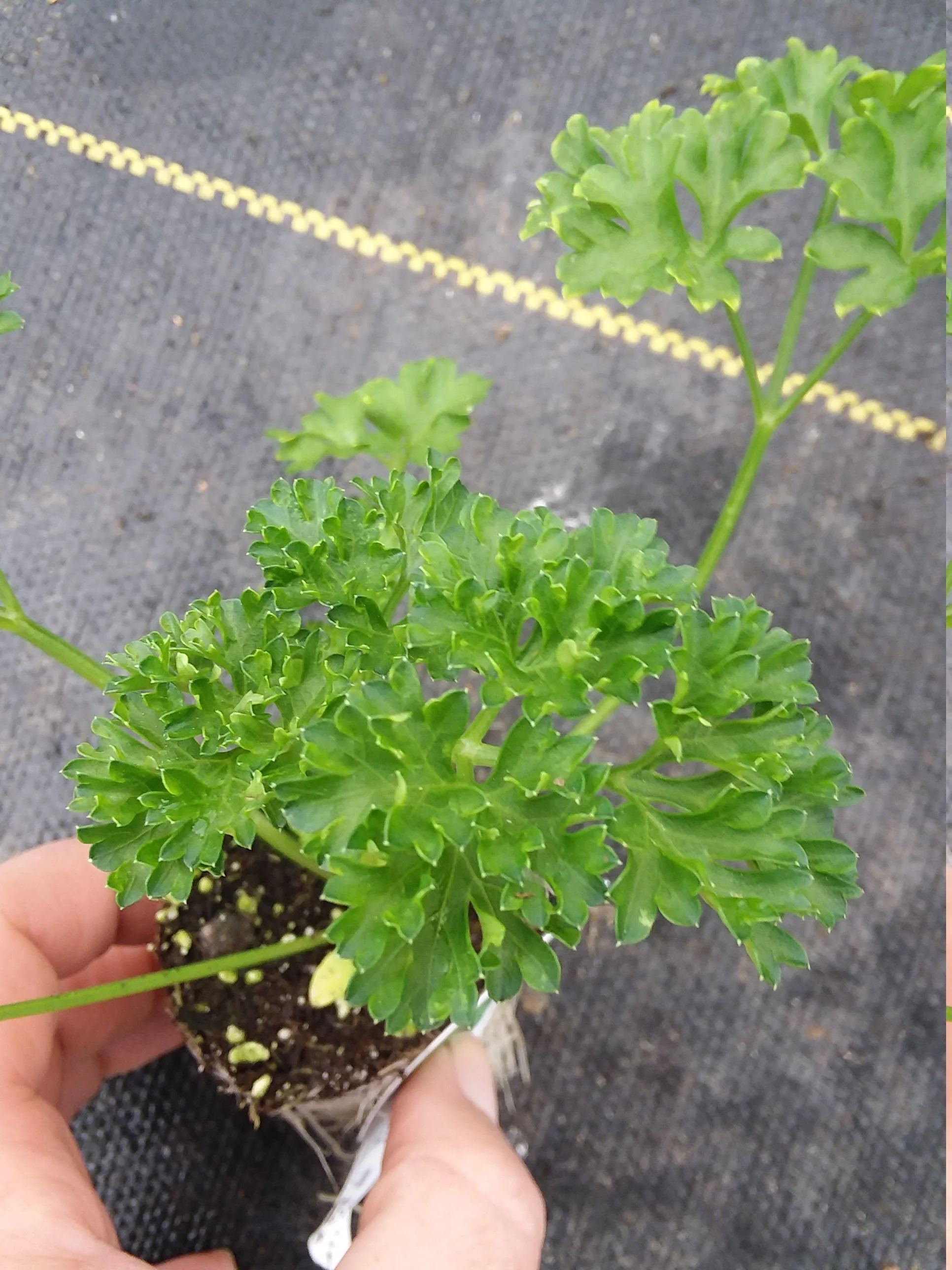 Parsley curled - Image 2