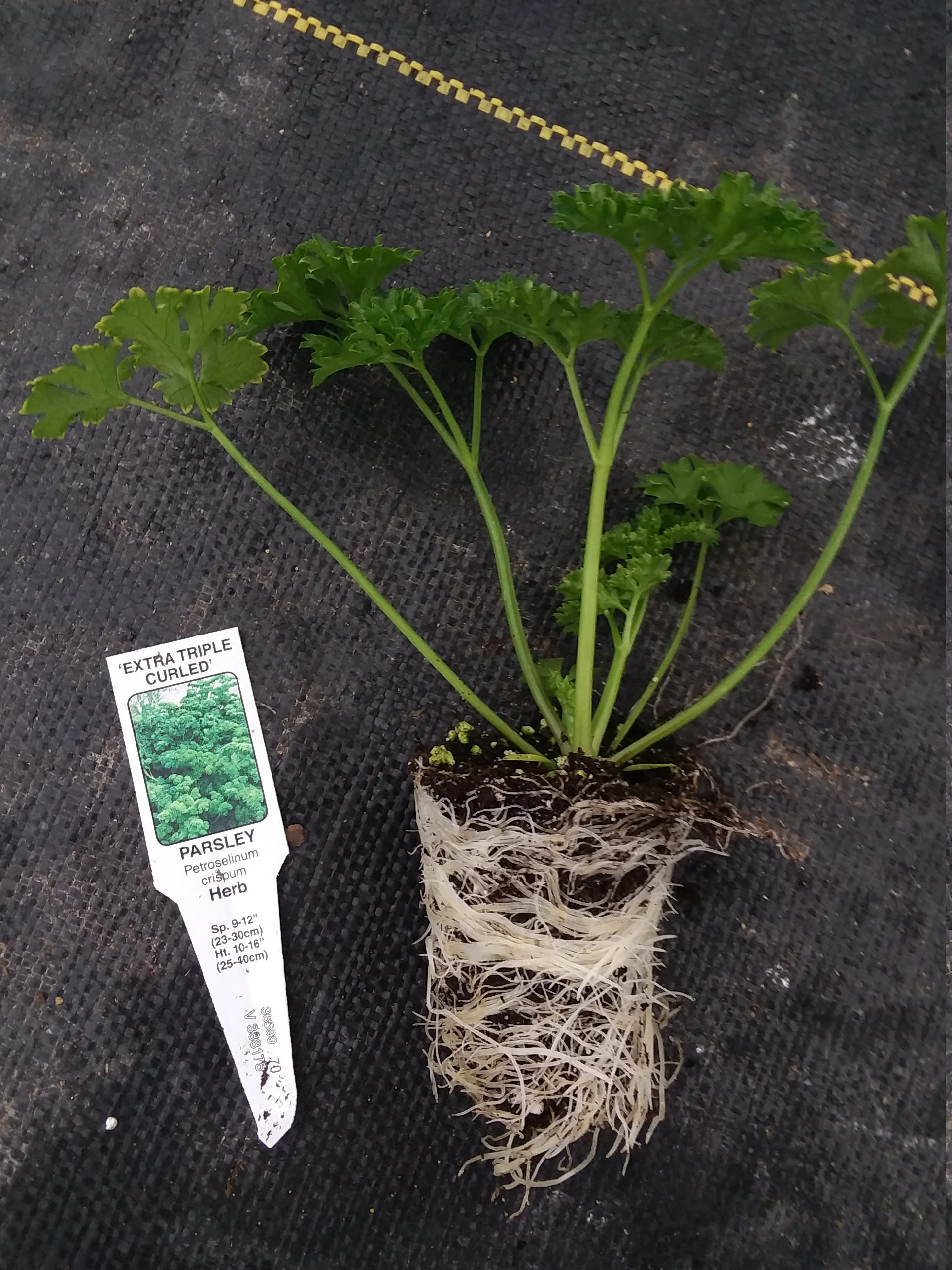 Parsley curled - Image 3