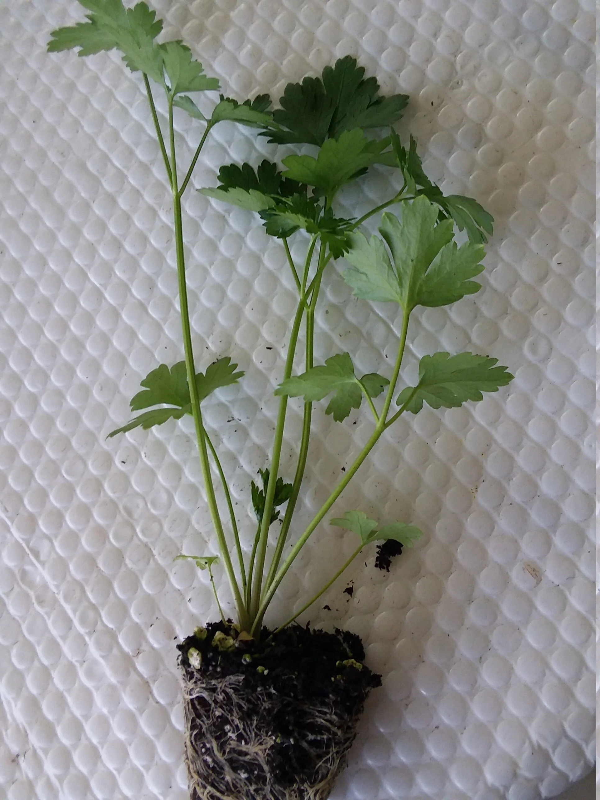 Parsley Italian - Image 2