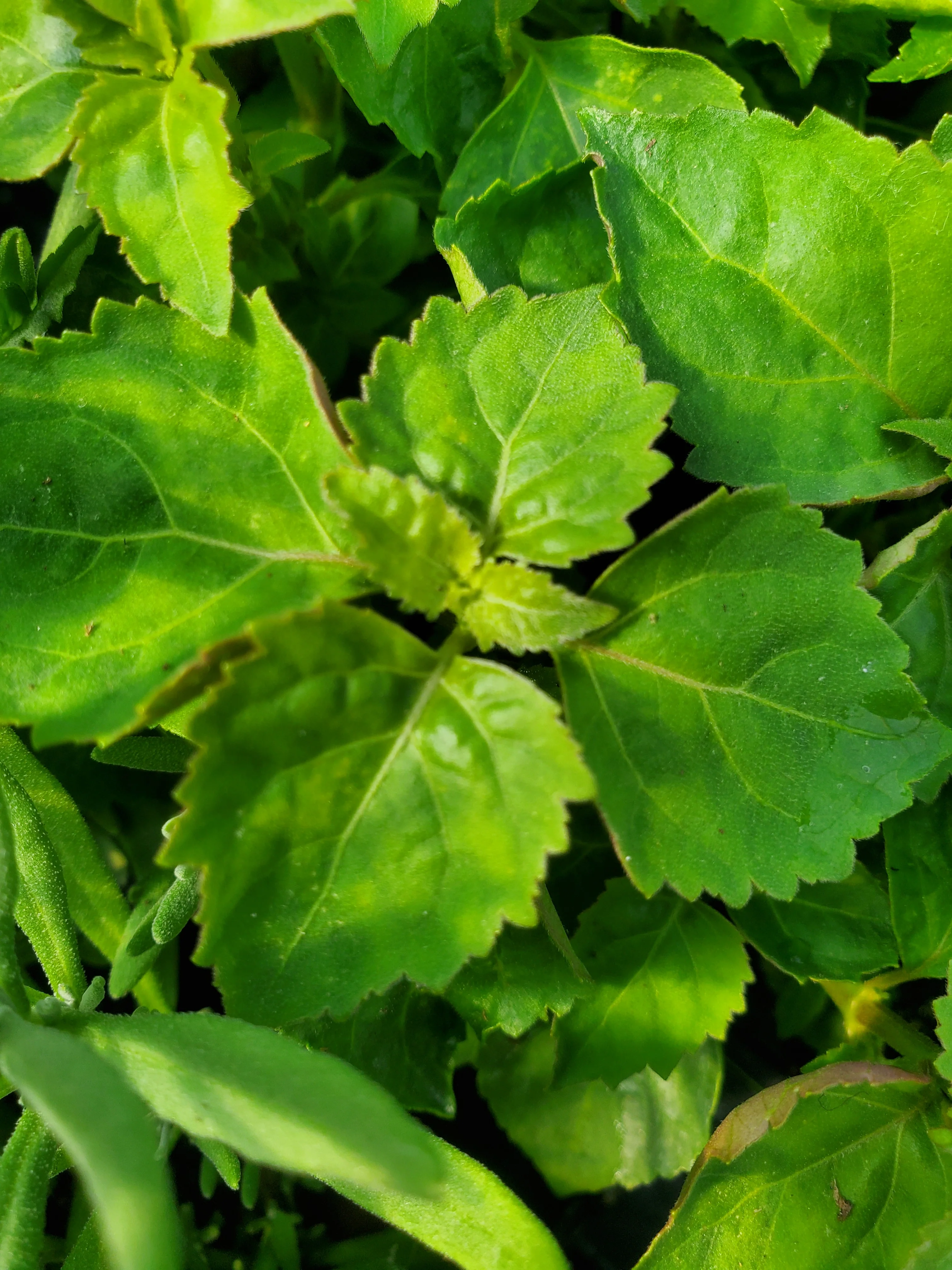 Patchouli