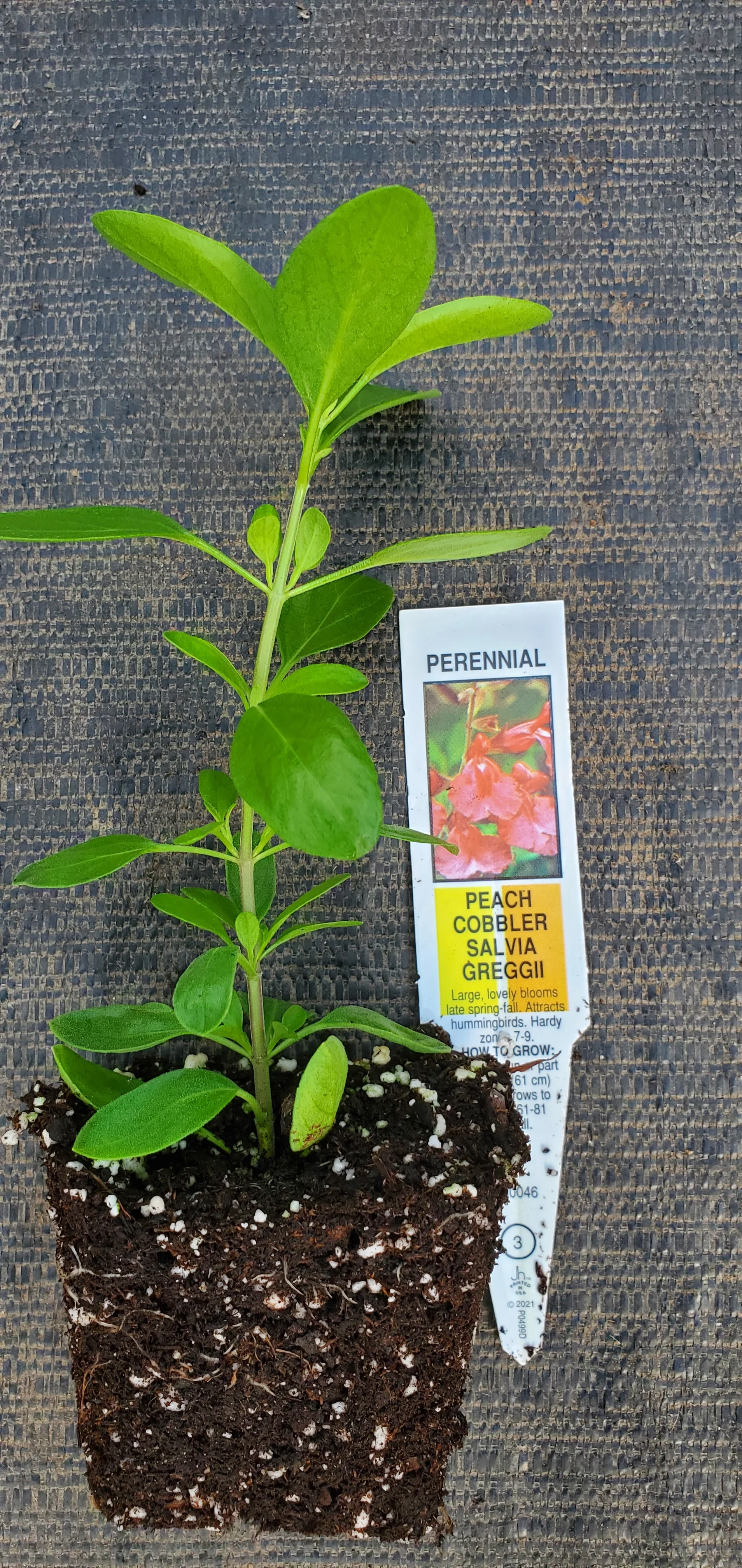 Peach Cobbler Salvia Greggii