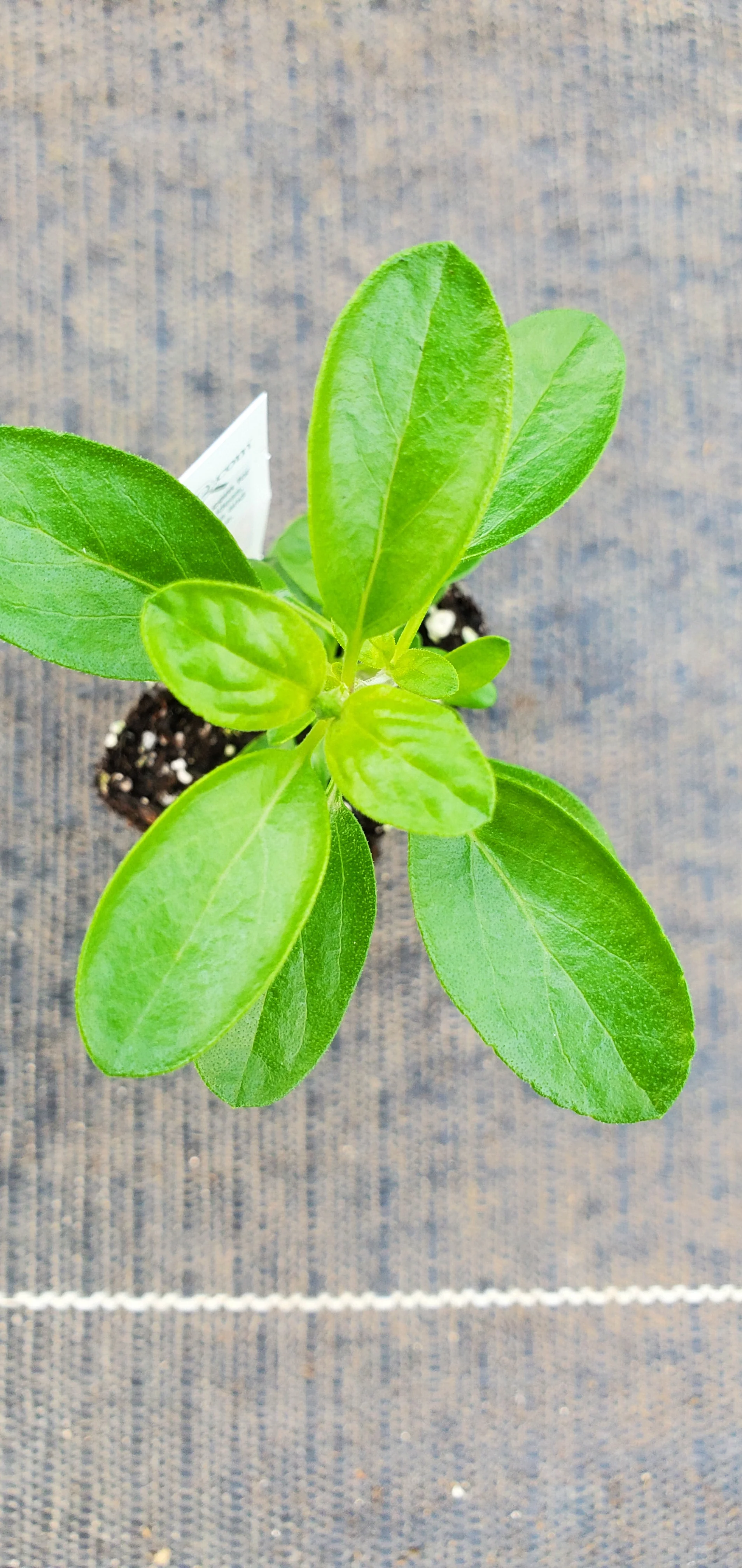 Peach Cobbler Salvia Greggii - Image 2