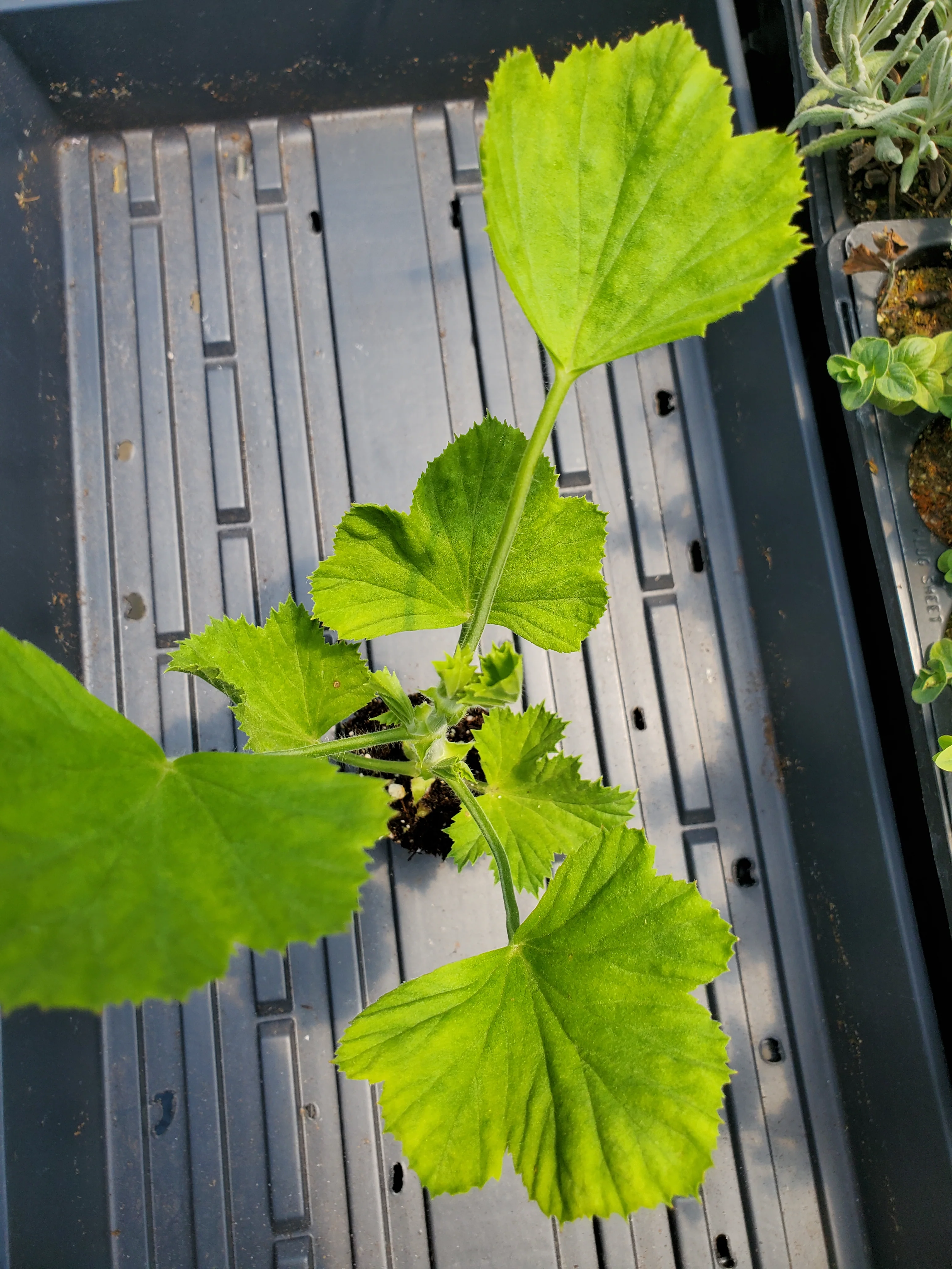 Pelargonium Ace High