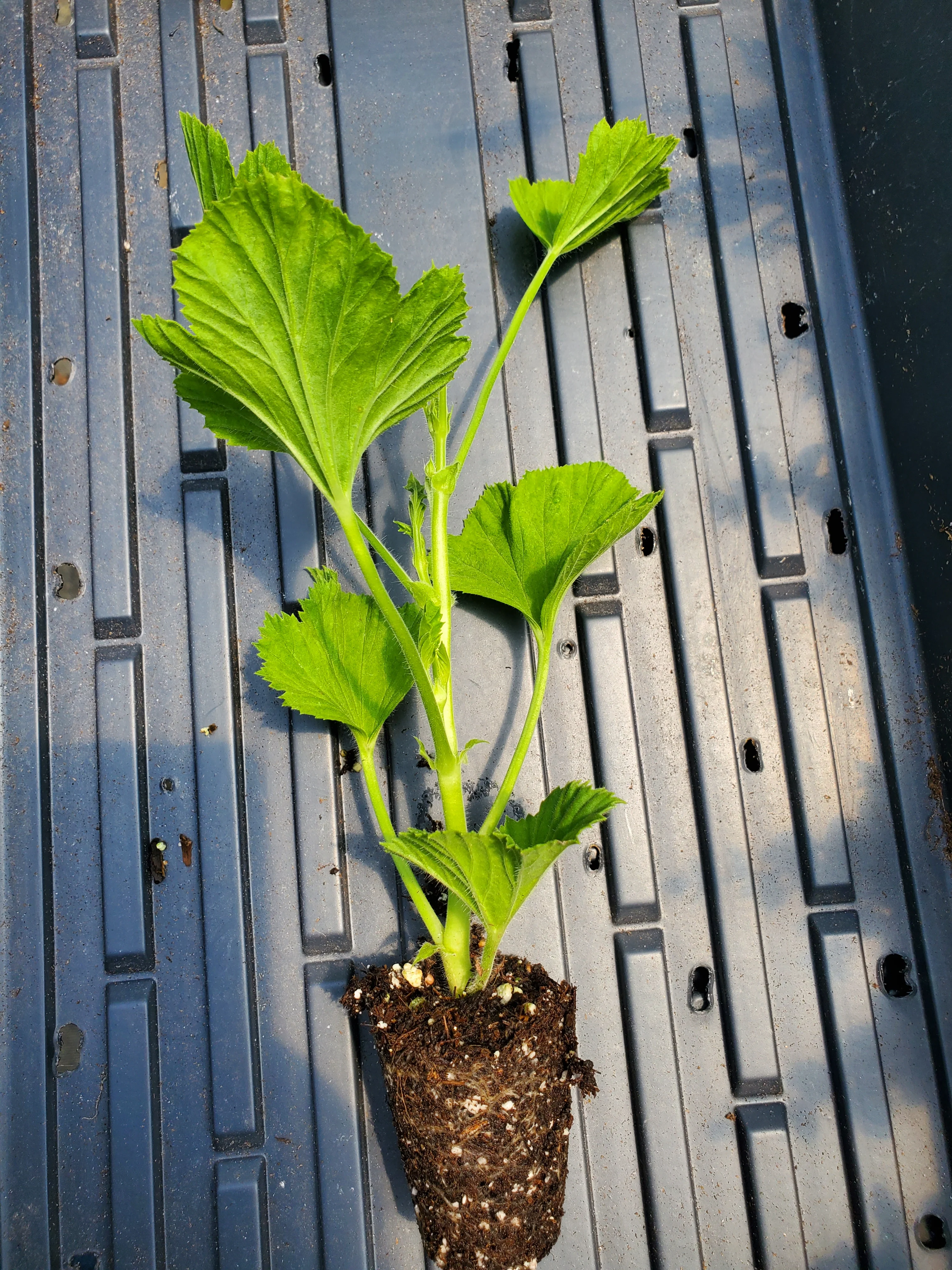 Pelargonium Ace High - Image 2